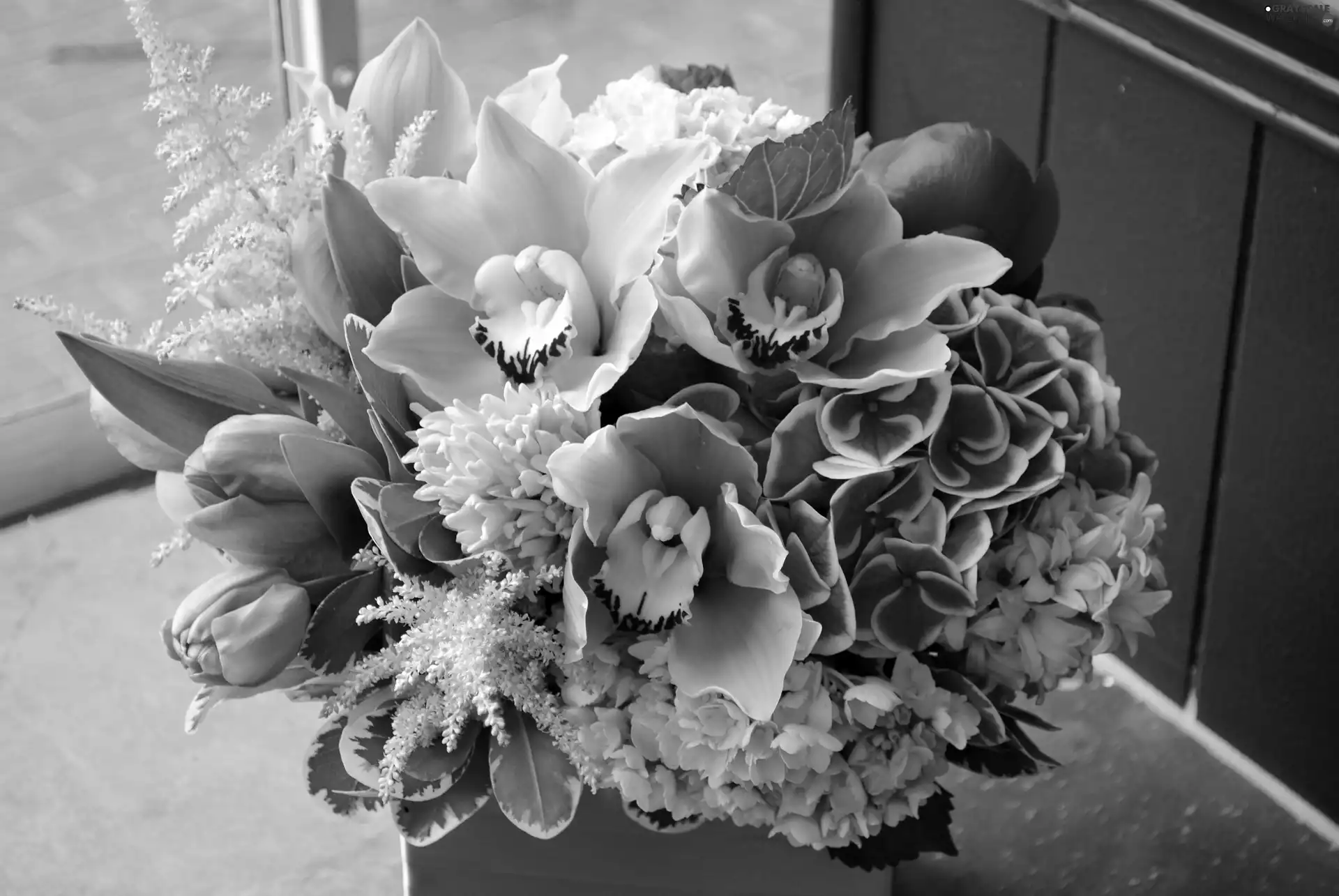 Tulips, different, Flowers