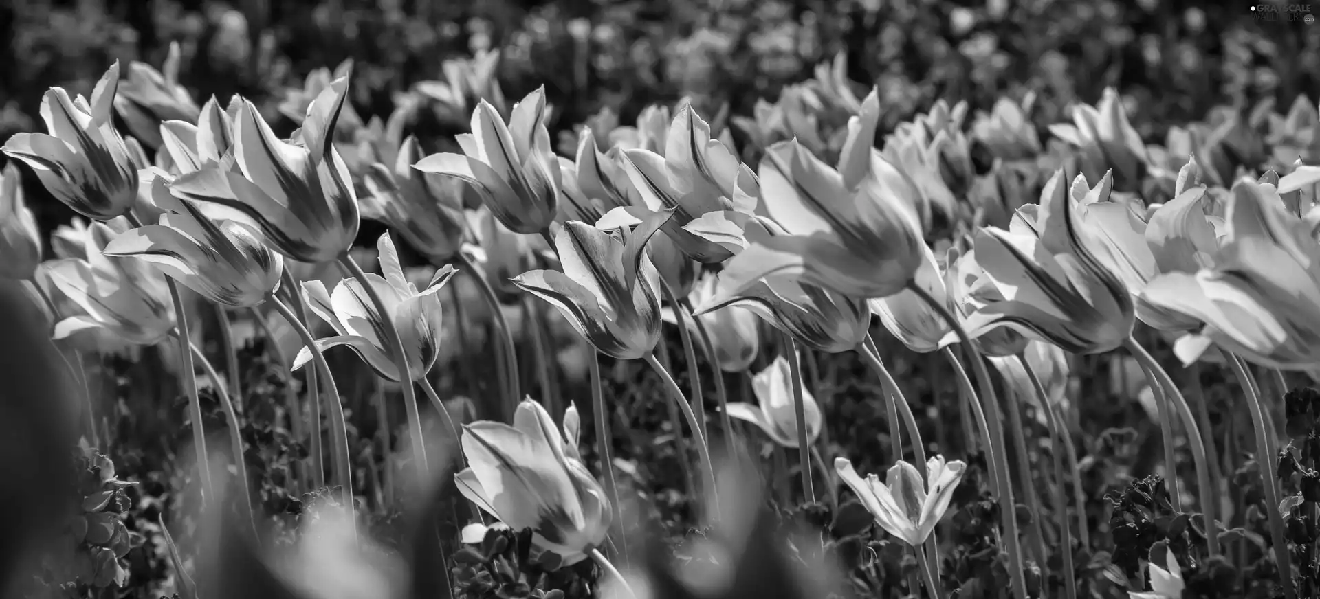 Flowers, Tulips