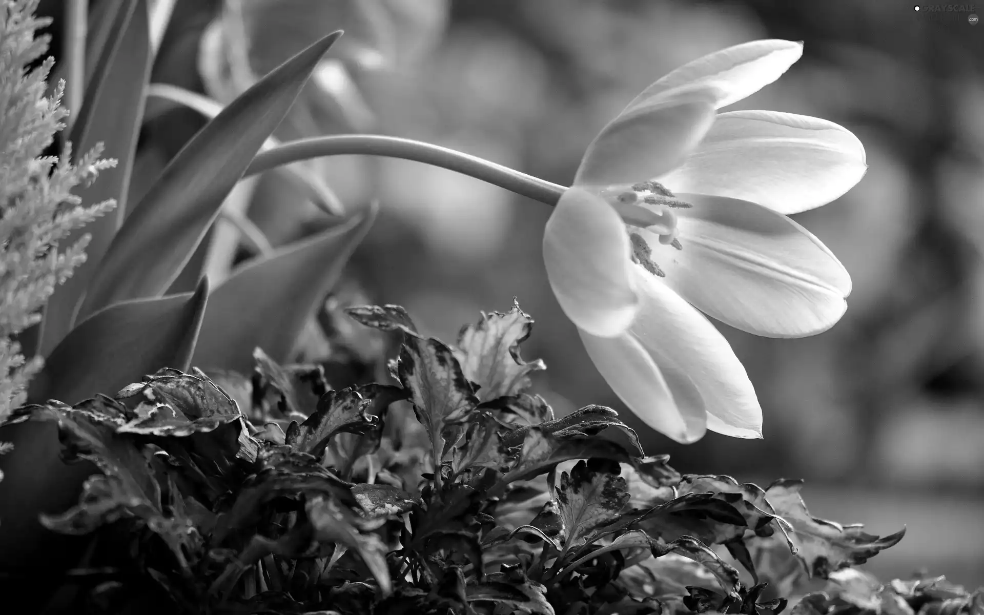 Garden, Tulips