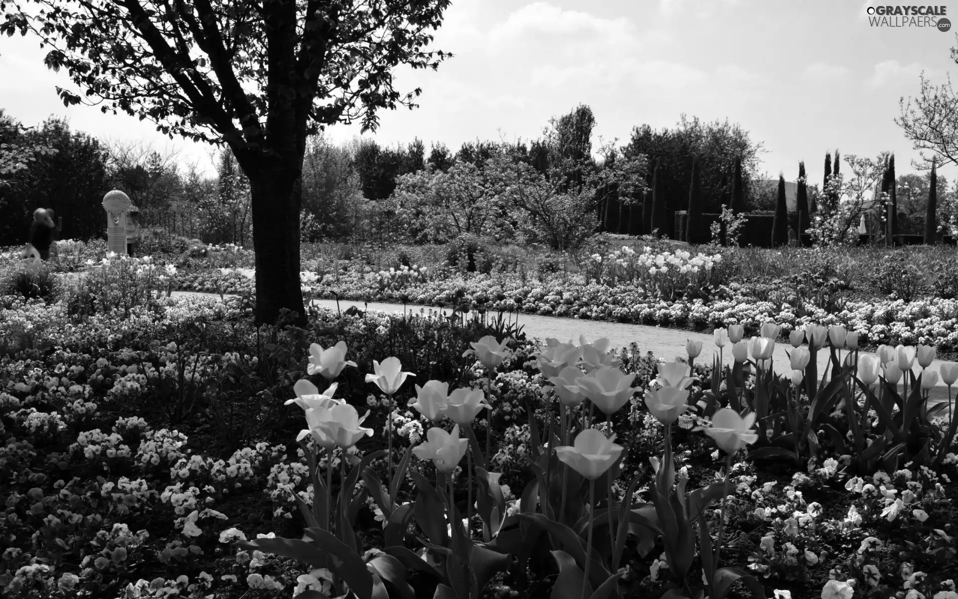 trees, Garden, Tulips, lane, viewes, flourishing