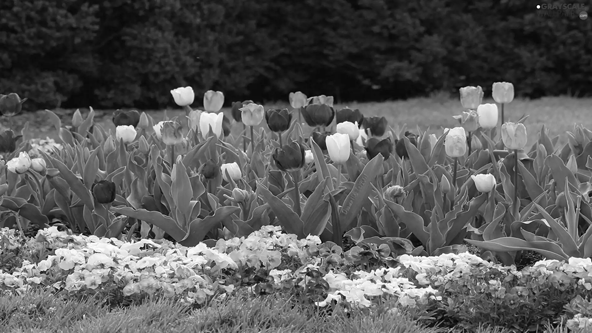 Tulips, Garden, pansies