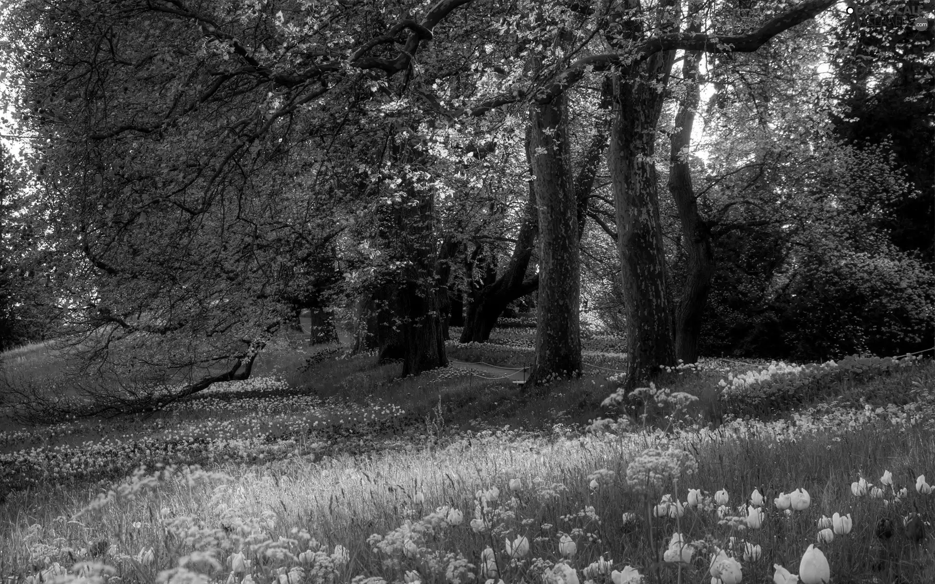 Park, viewes, Tulips, trees