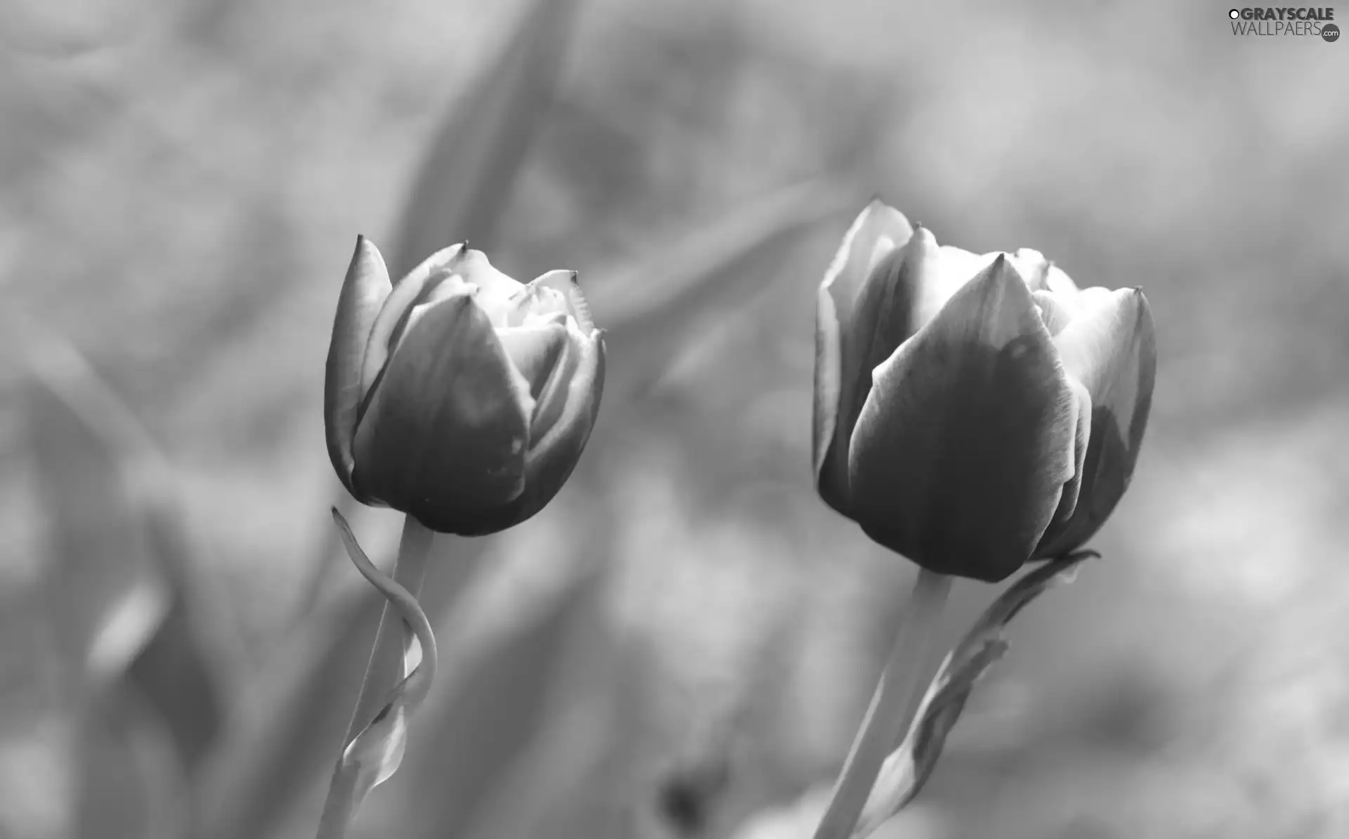 Pink, Tulips