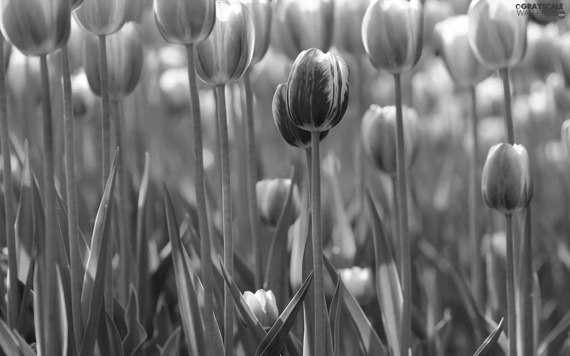 Pink, Tulips