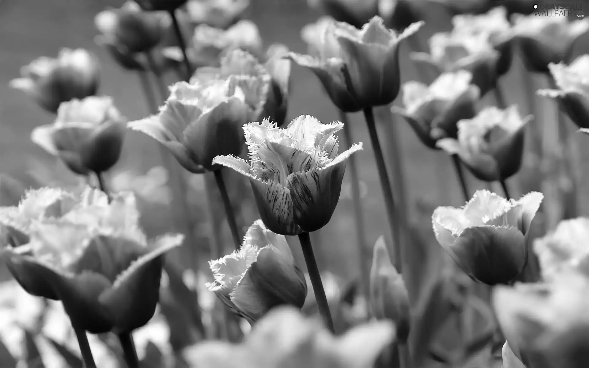 Tulips, purple, Pink