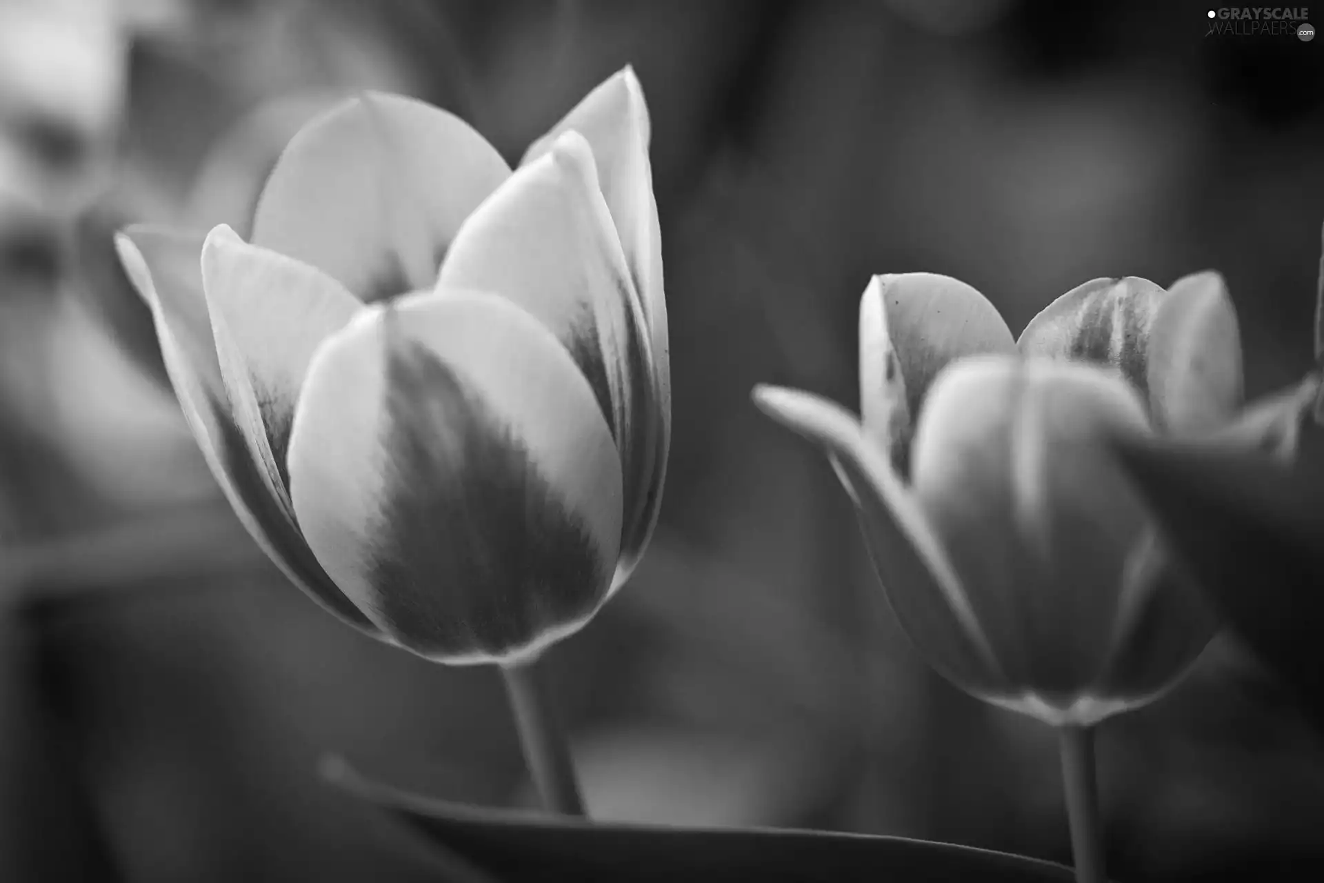 Pink, Tulips