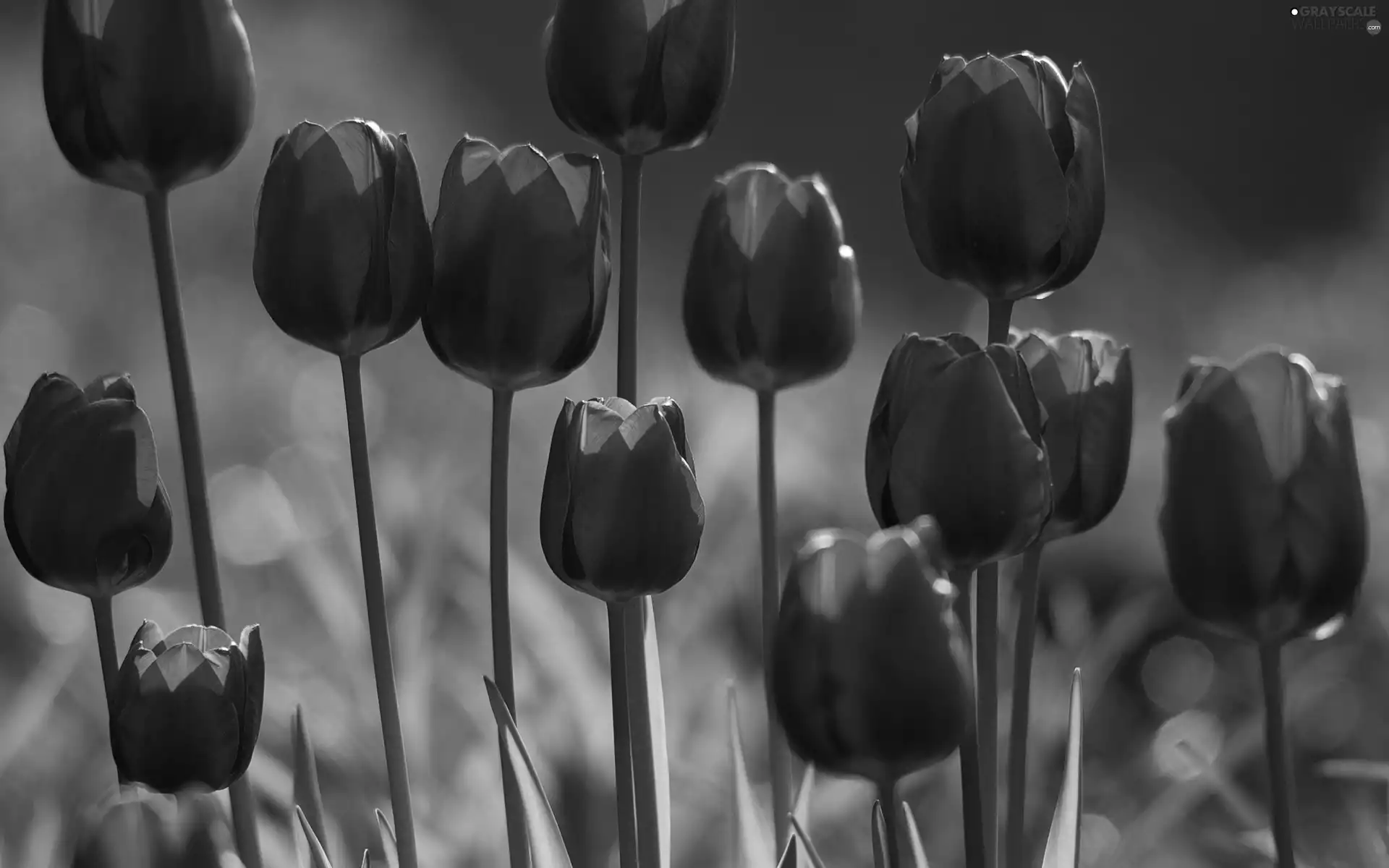 purple, Tulips