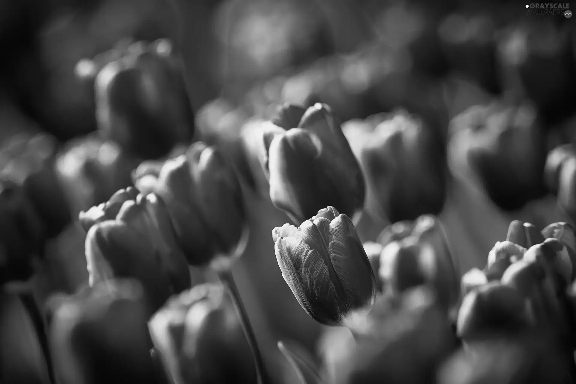 purple, Tulips