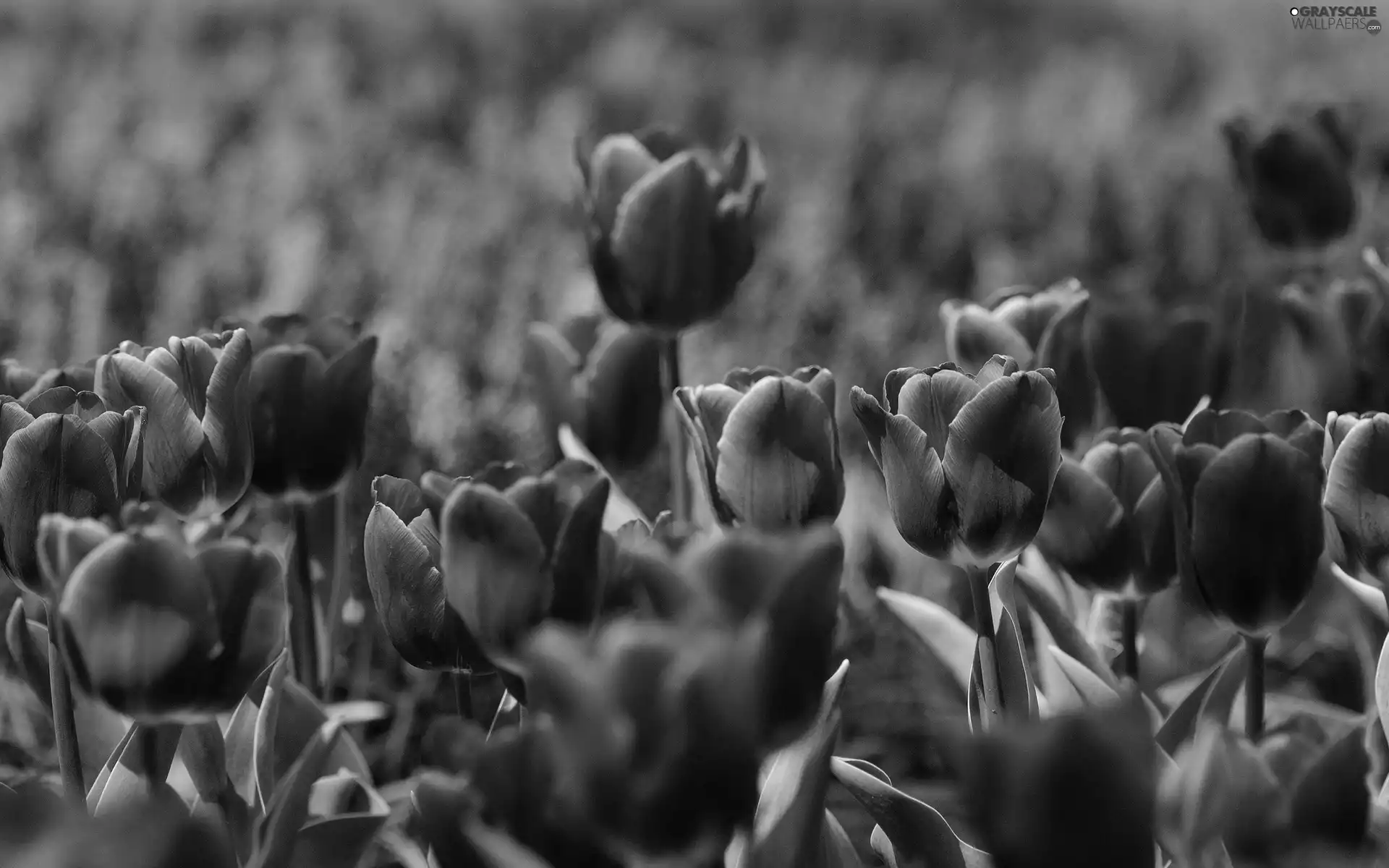 purple, Tulips