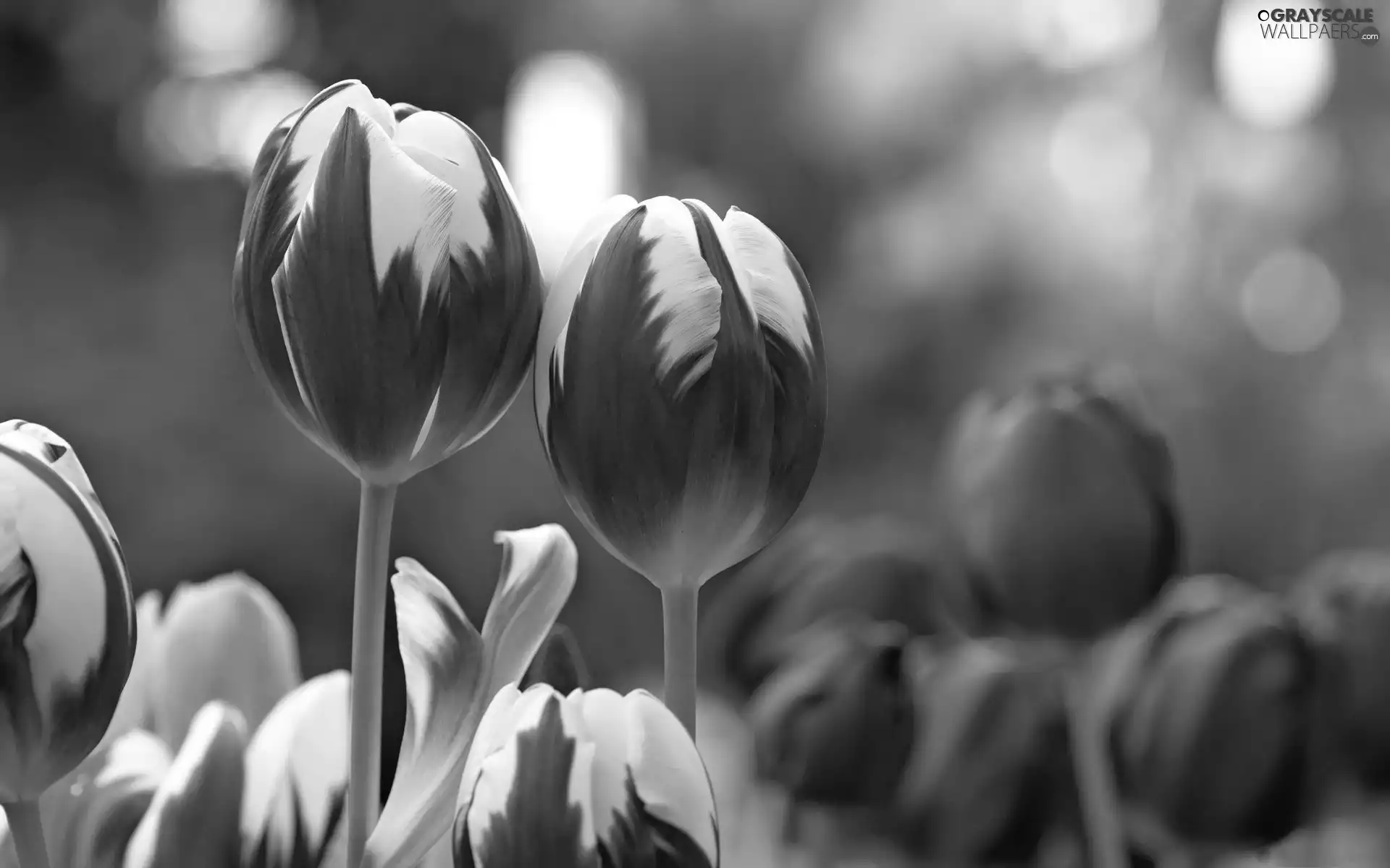 Tulips, white, purple