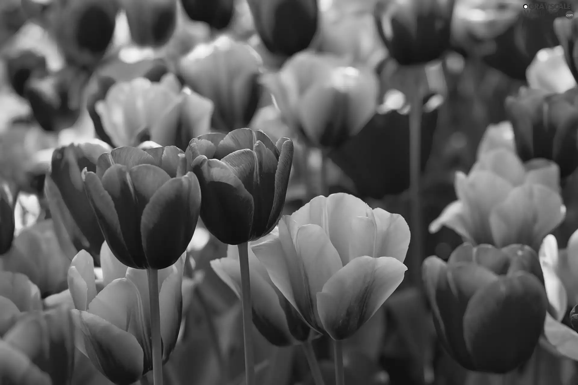 Tulips, Yellow, purple