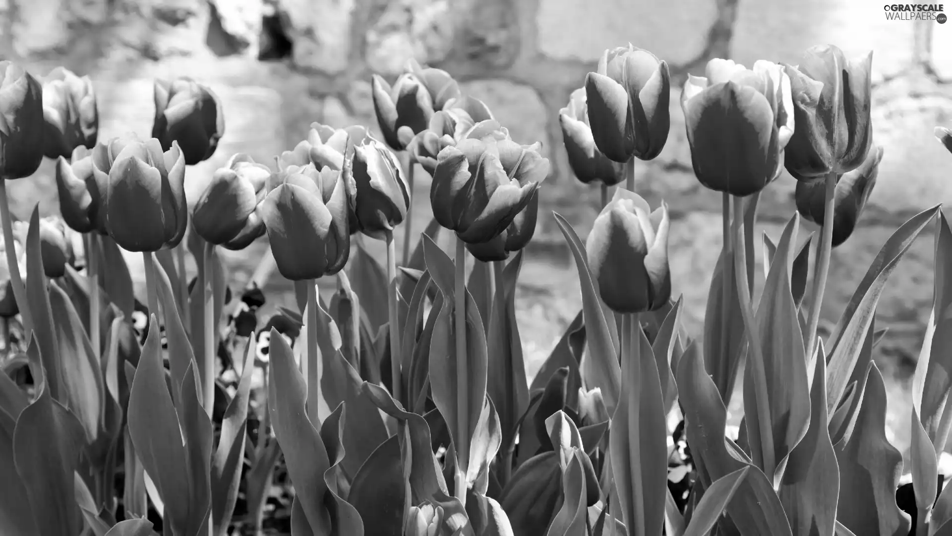 Purple, Tulips