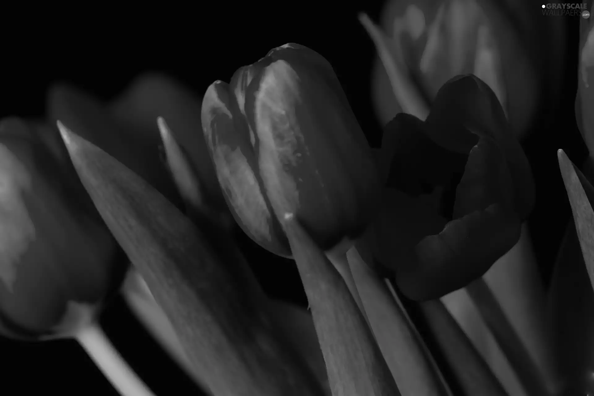 Red, Tulips