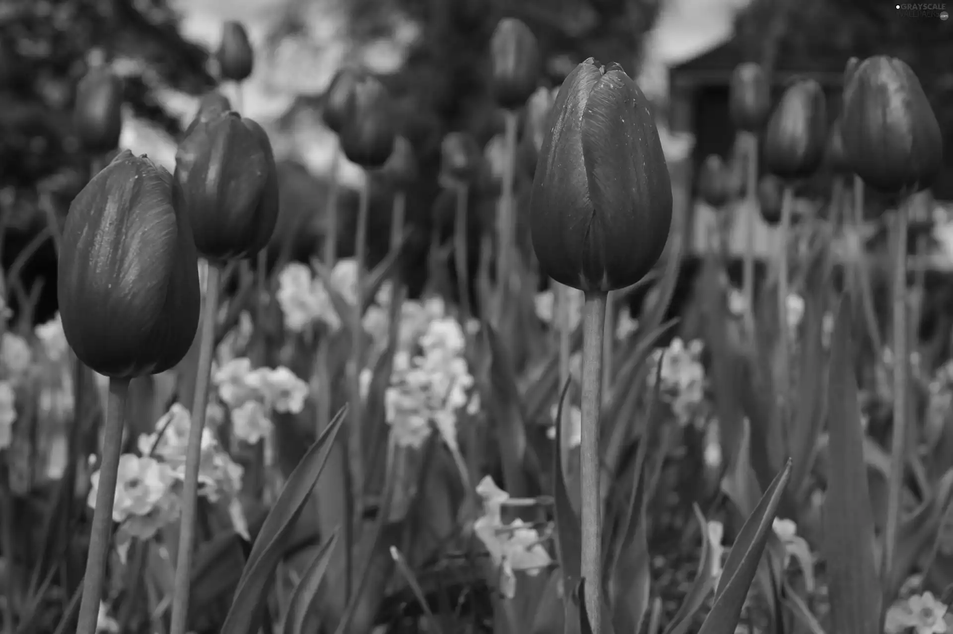 Red, Tulips