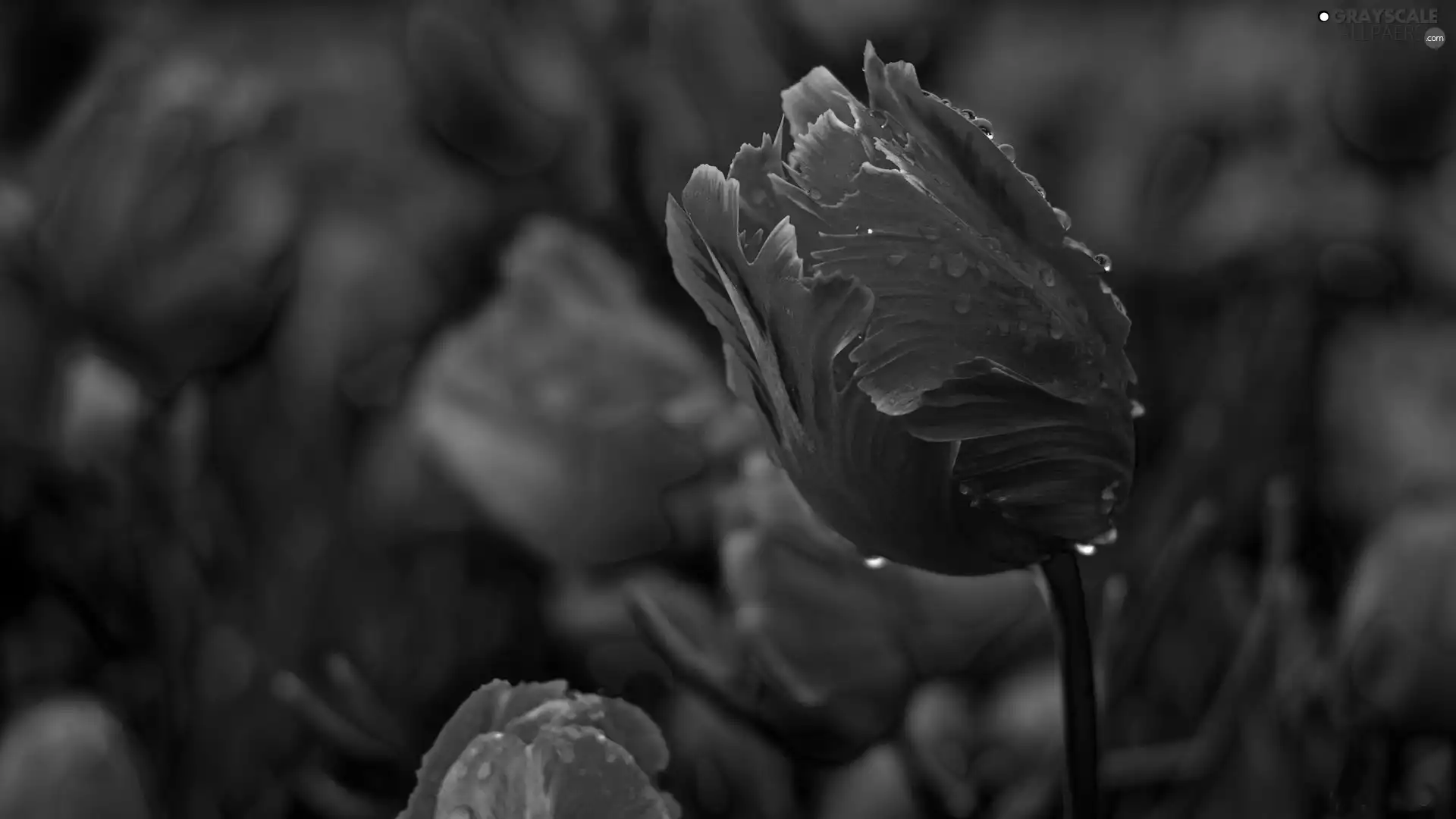 Red, Tulips