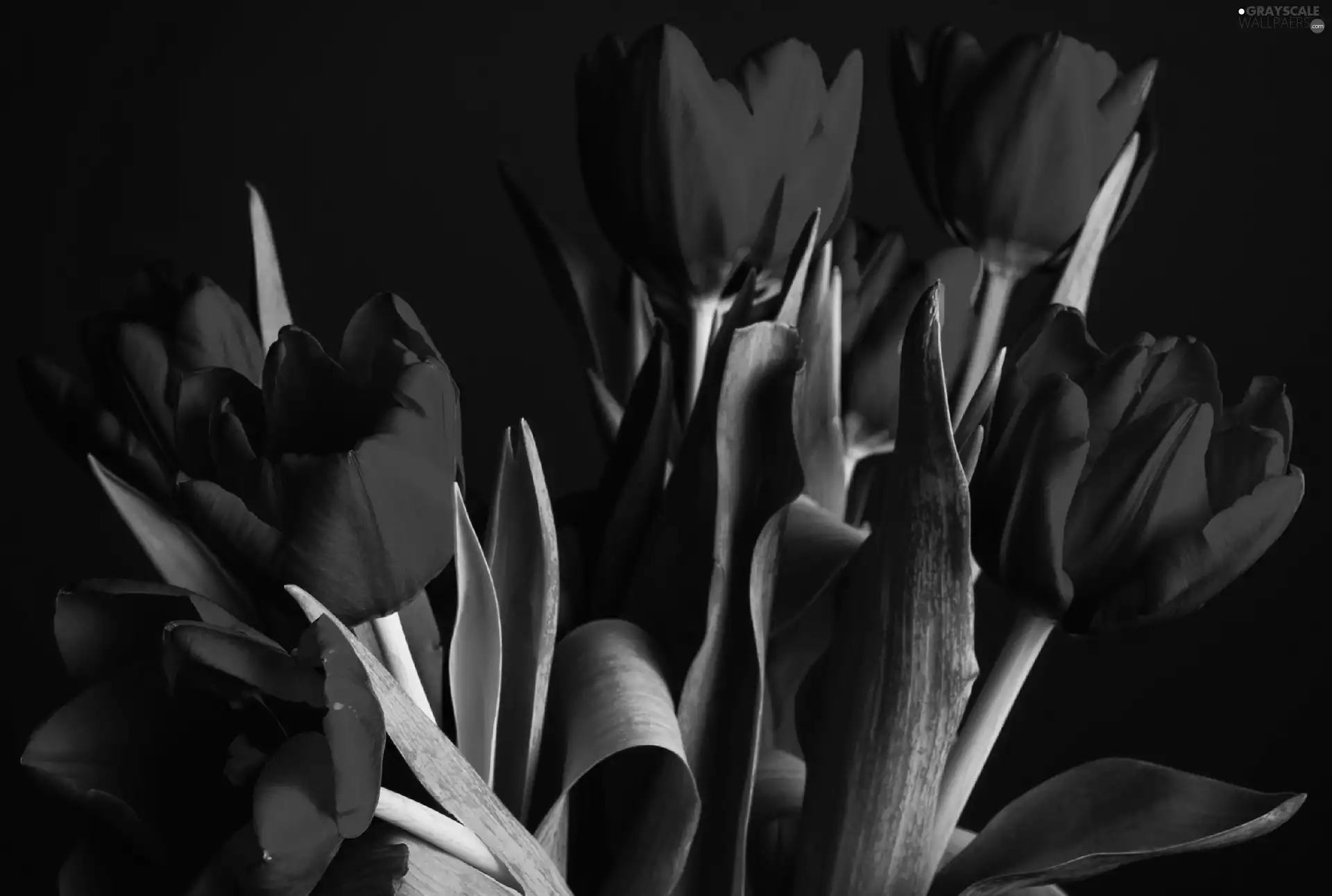 tulips, bouquet, red