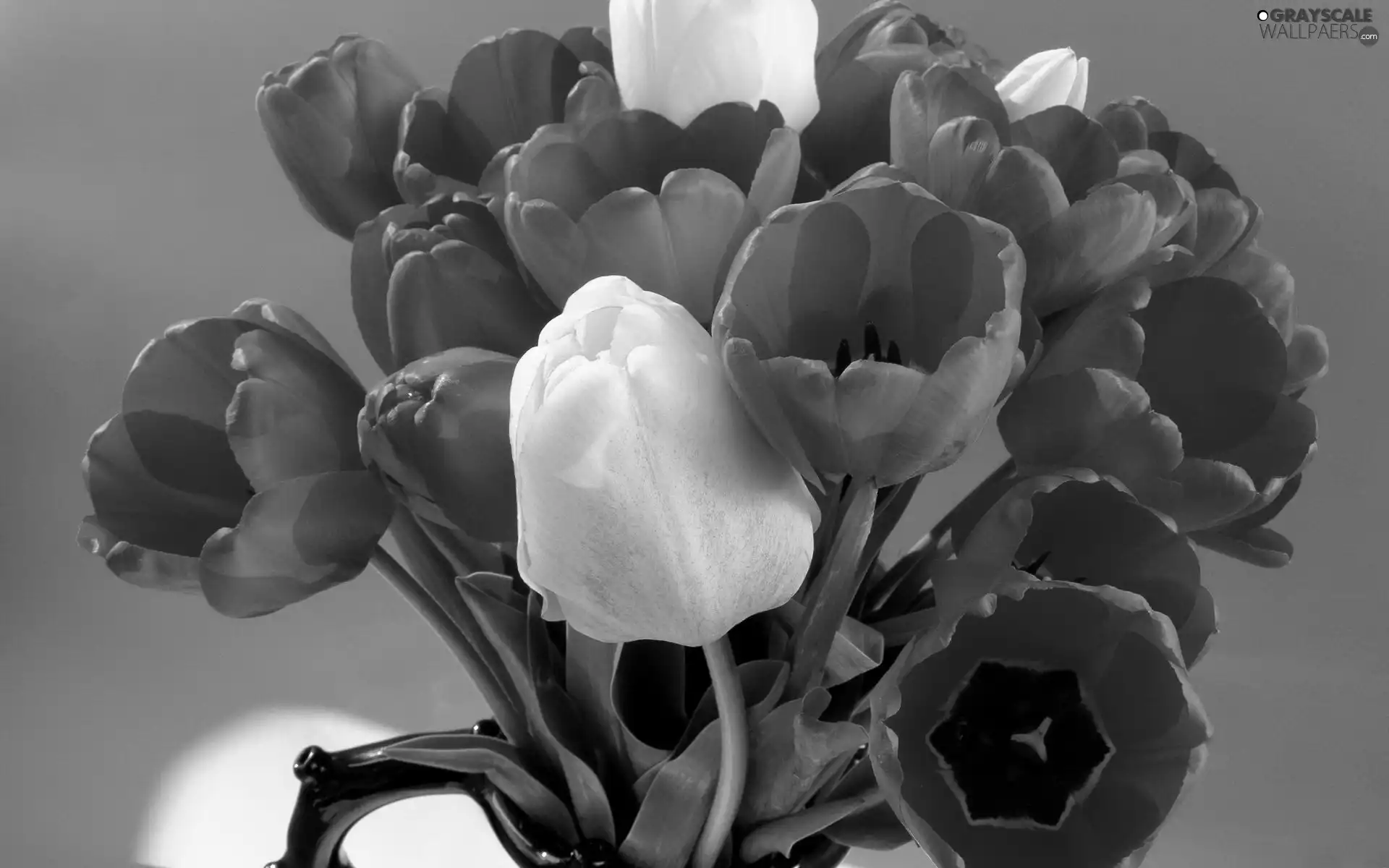 Tulips, bouquet, Red