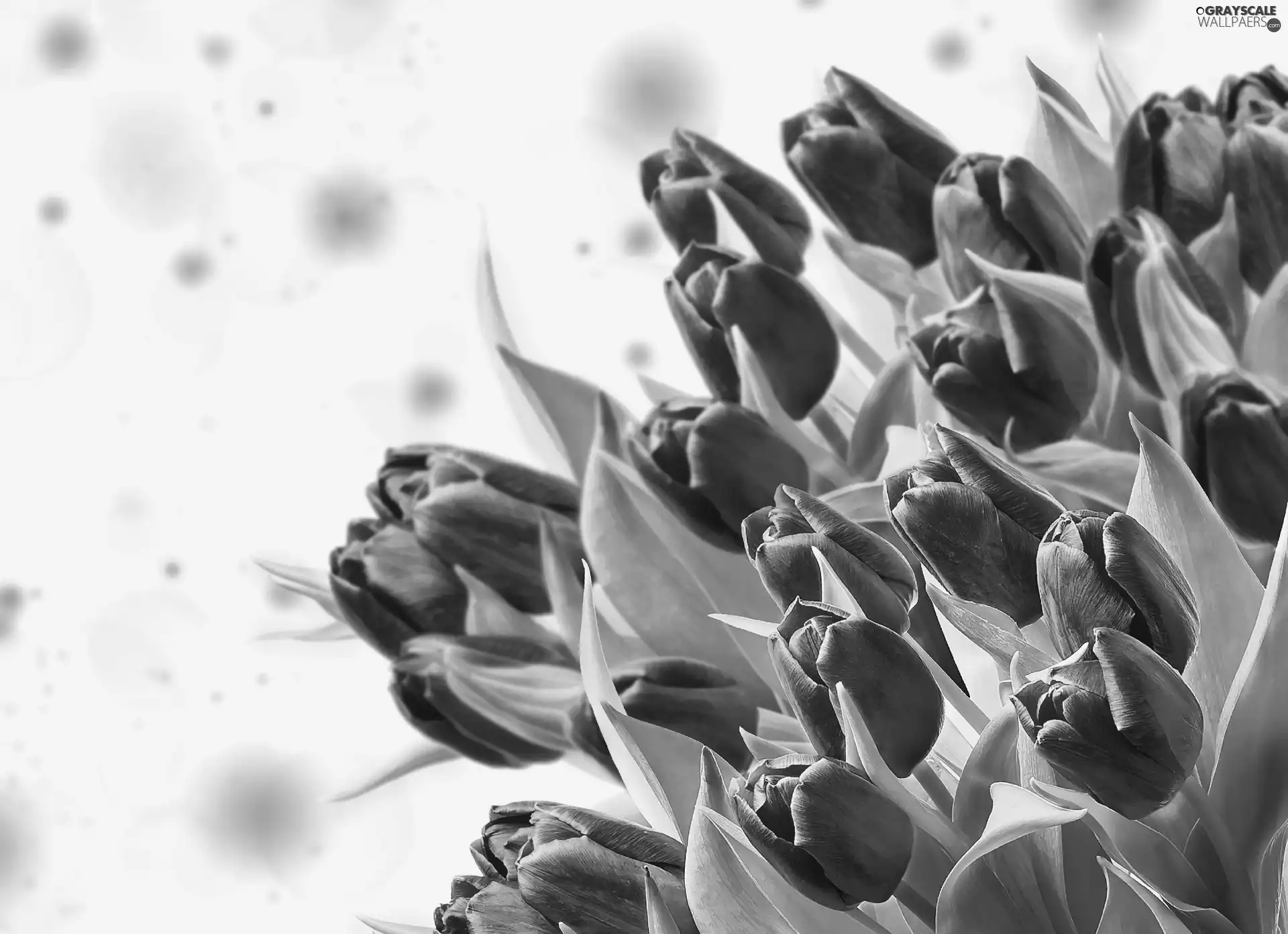 tulips, bouquet, red