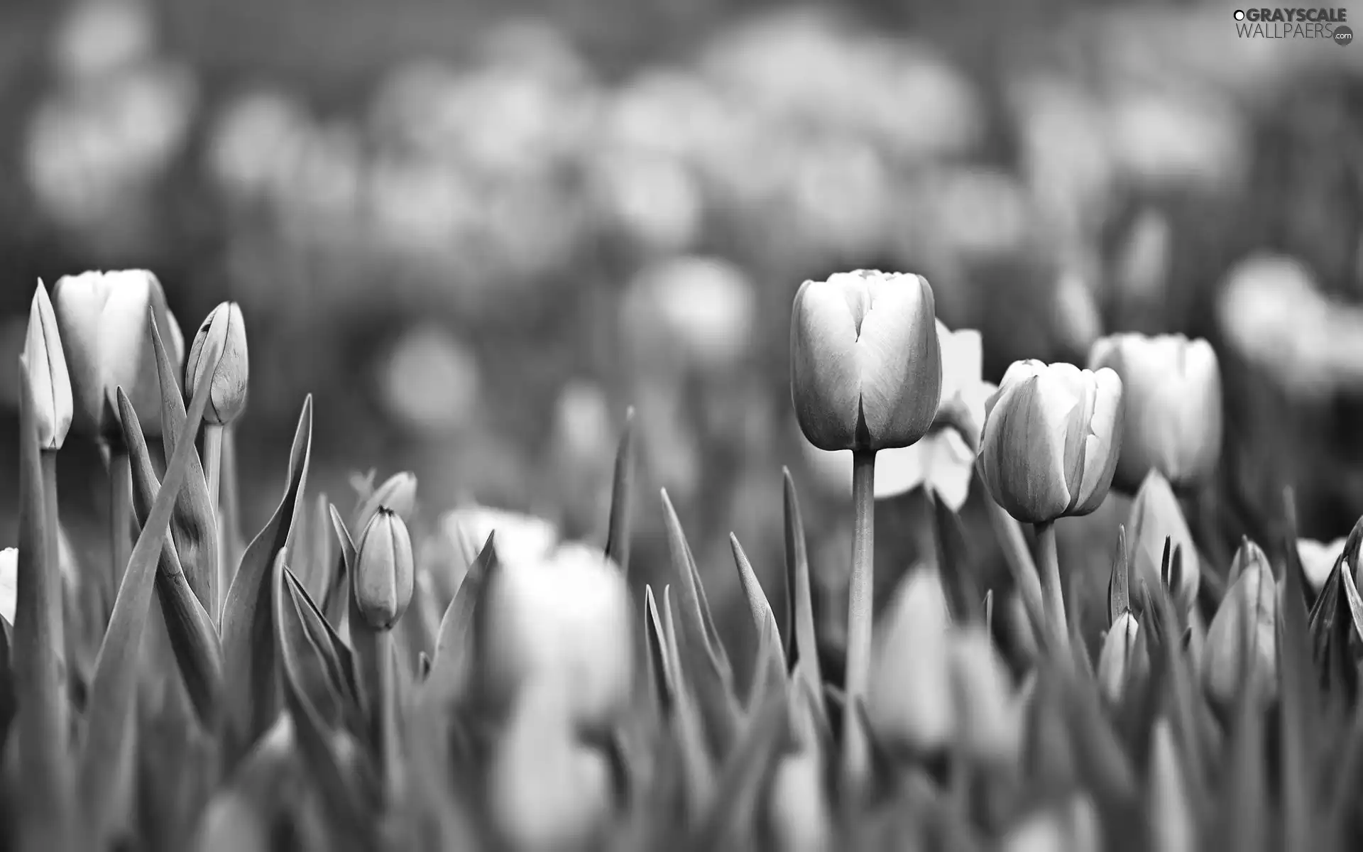 Tulips, white, Red