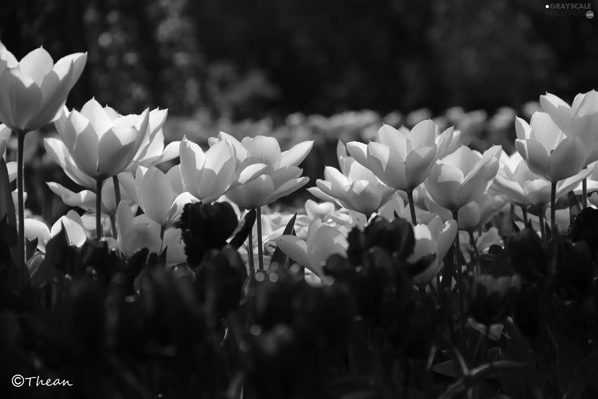 Tulips, White, Red