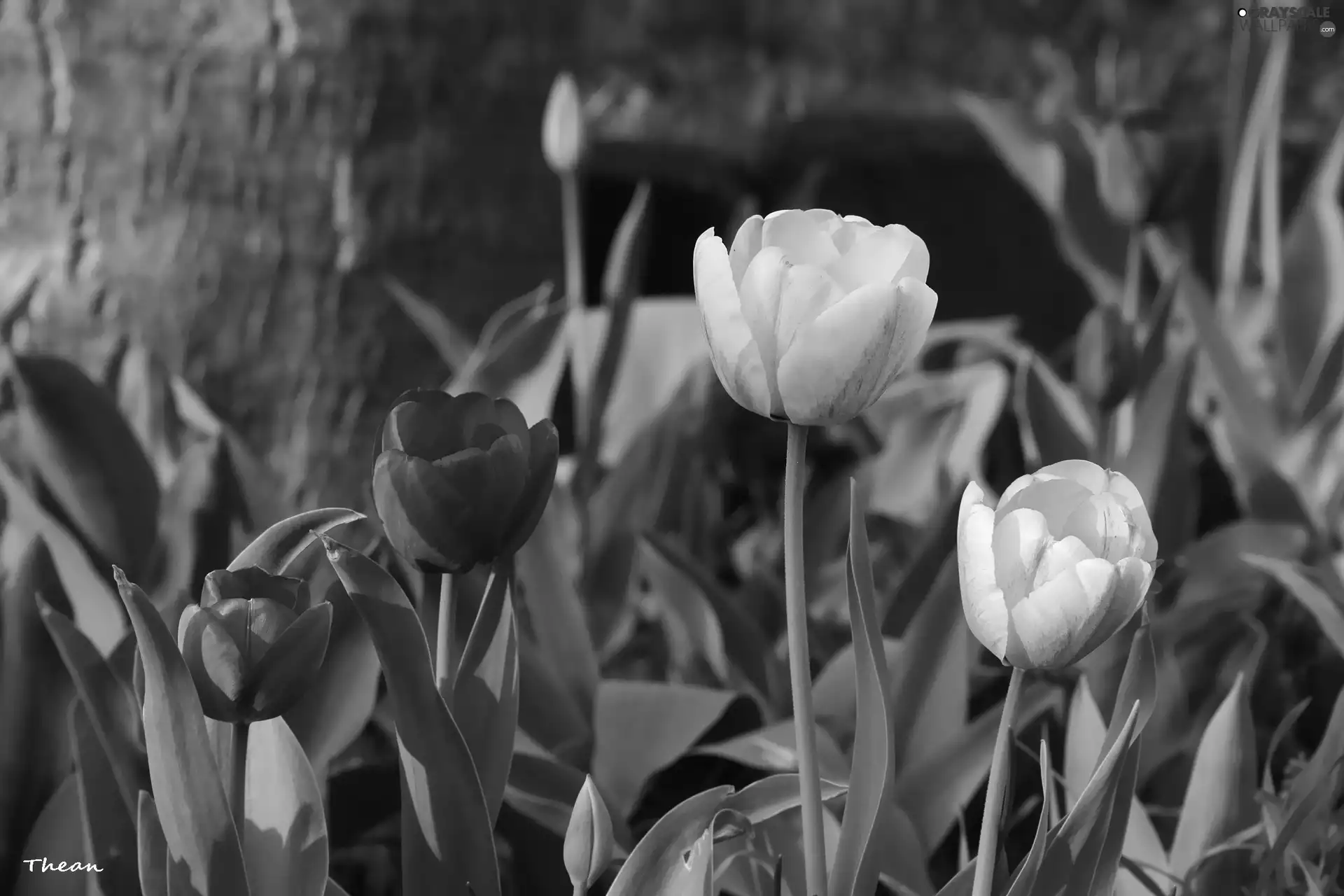 Tulips, Yellow, Red