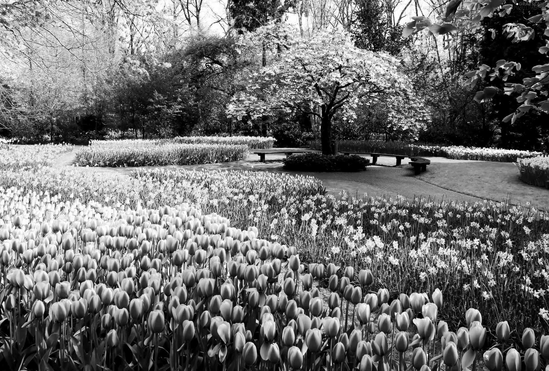 Spring, Flowers, Tulips, Park