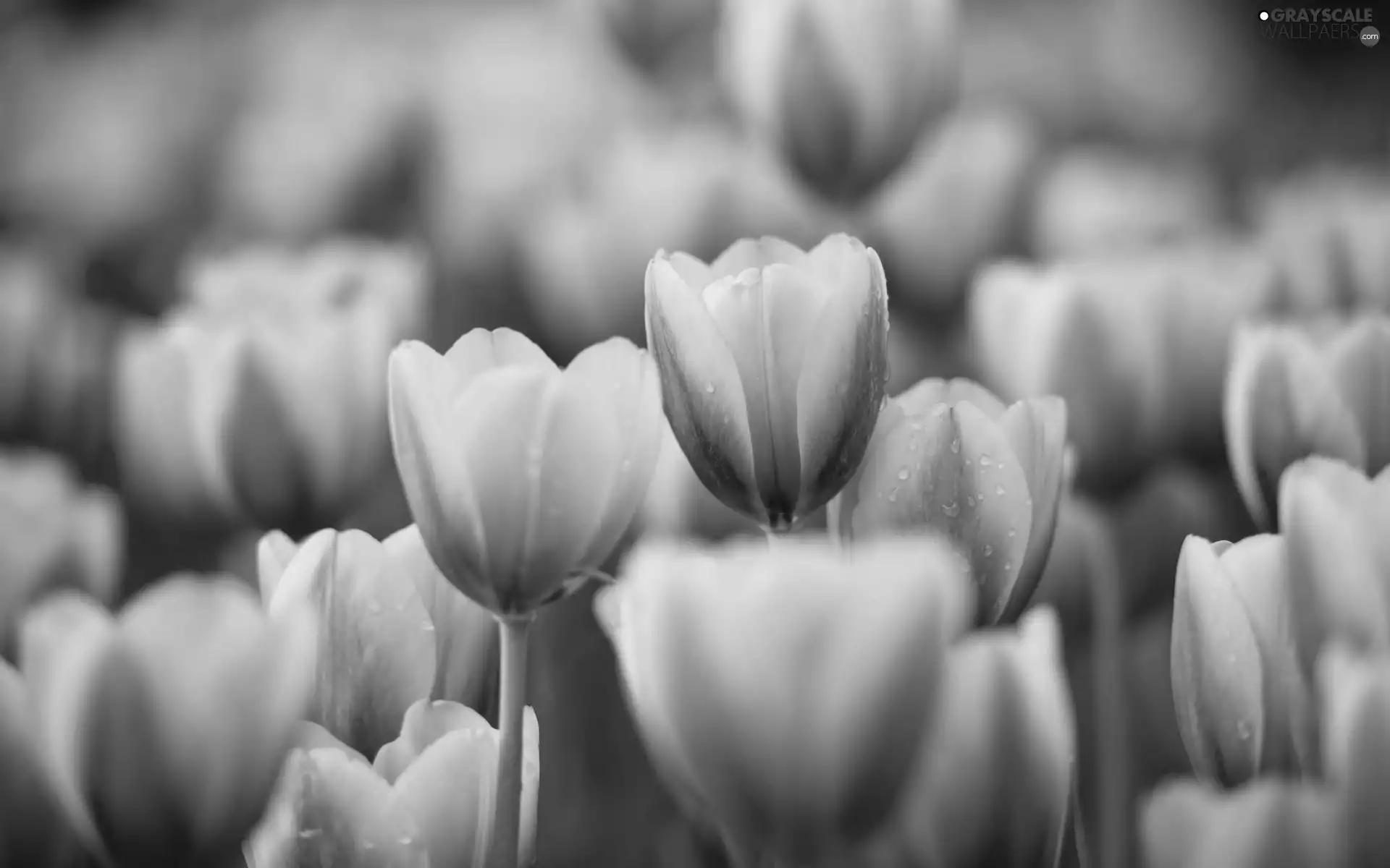 Spring, Tulips