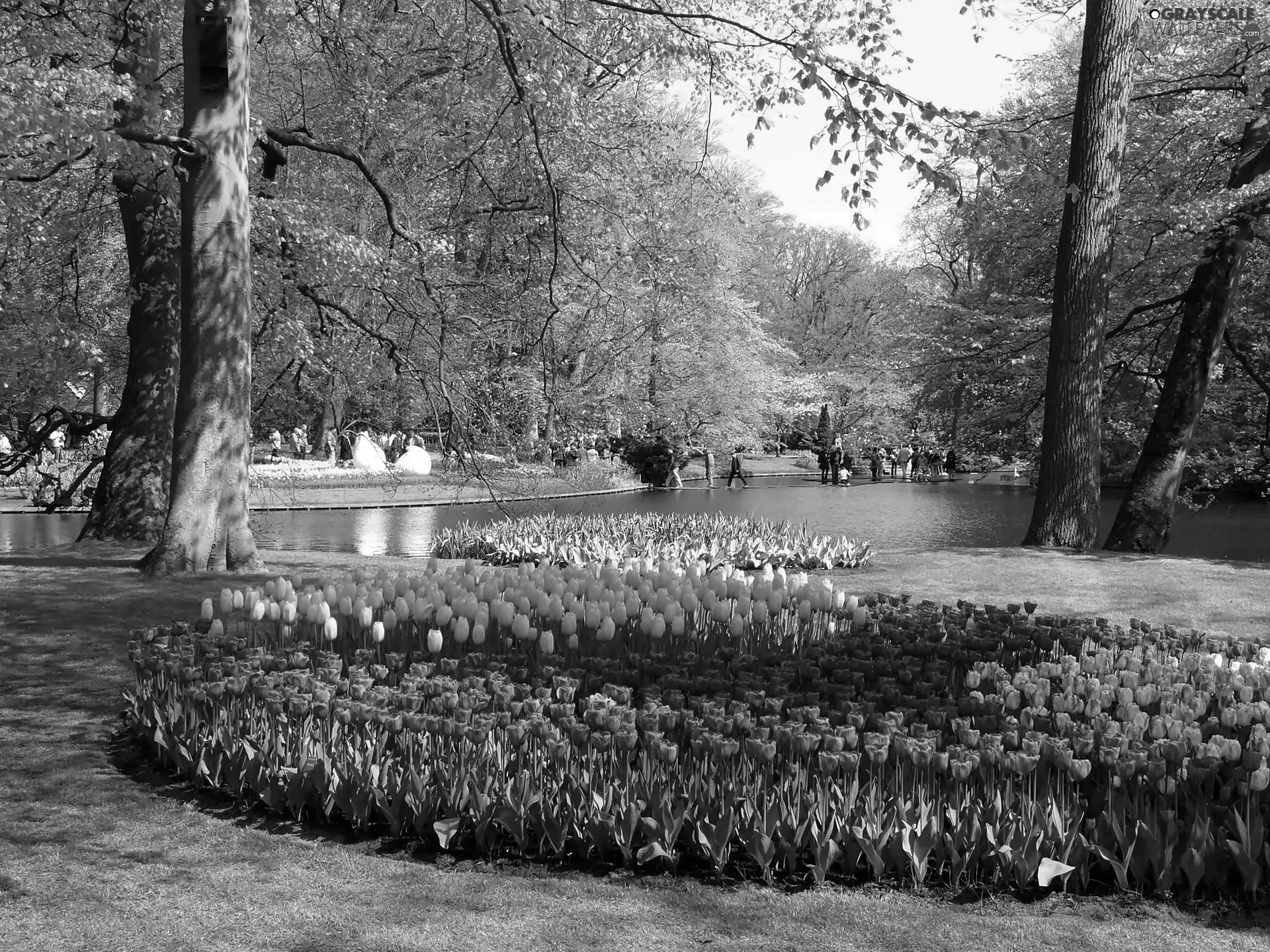 Tulips, walkers, brook, flourishing, Park