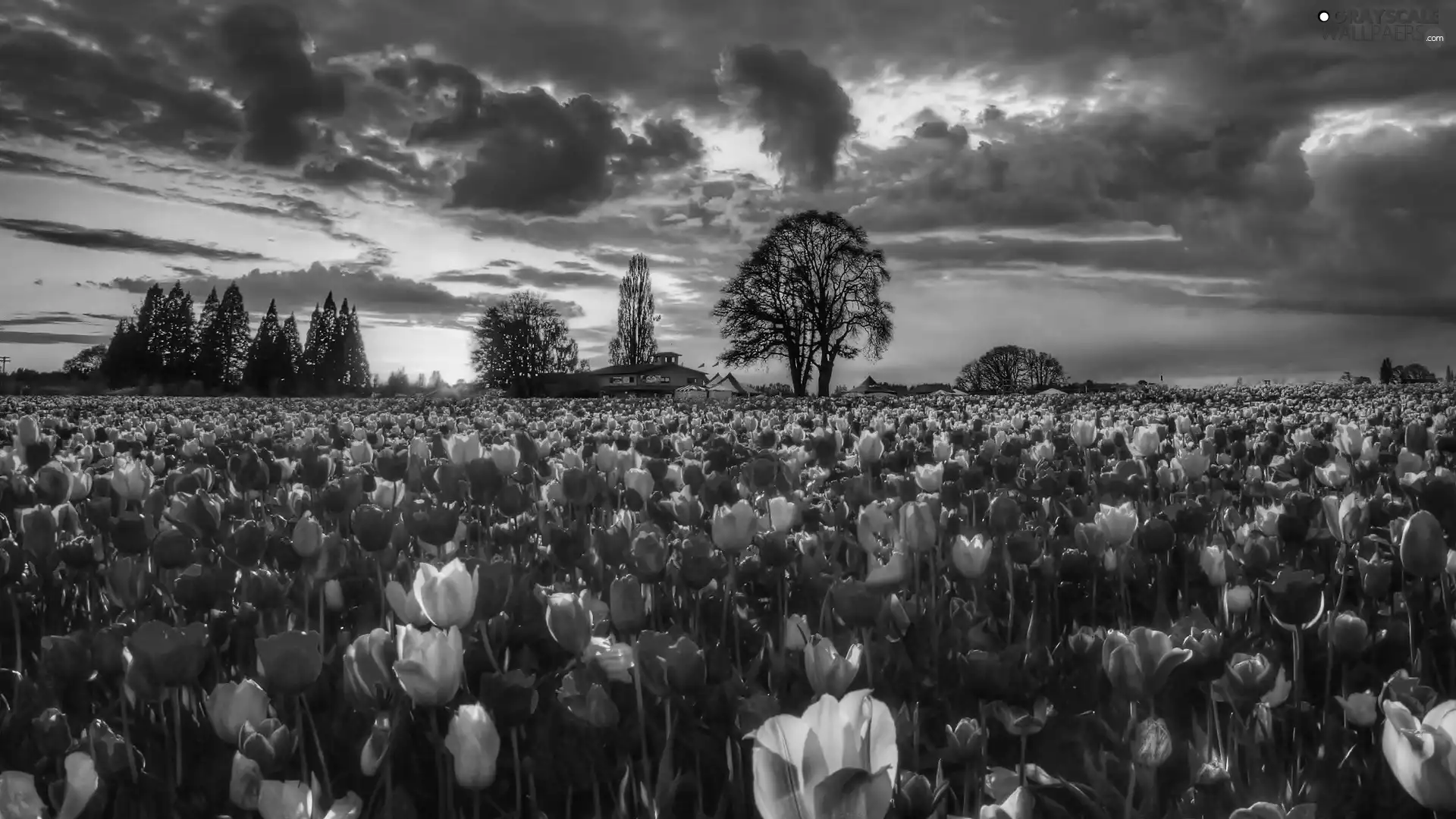 west, color, Tulips, sun