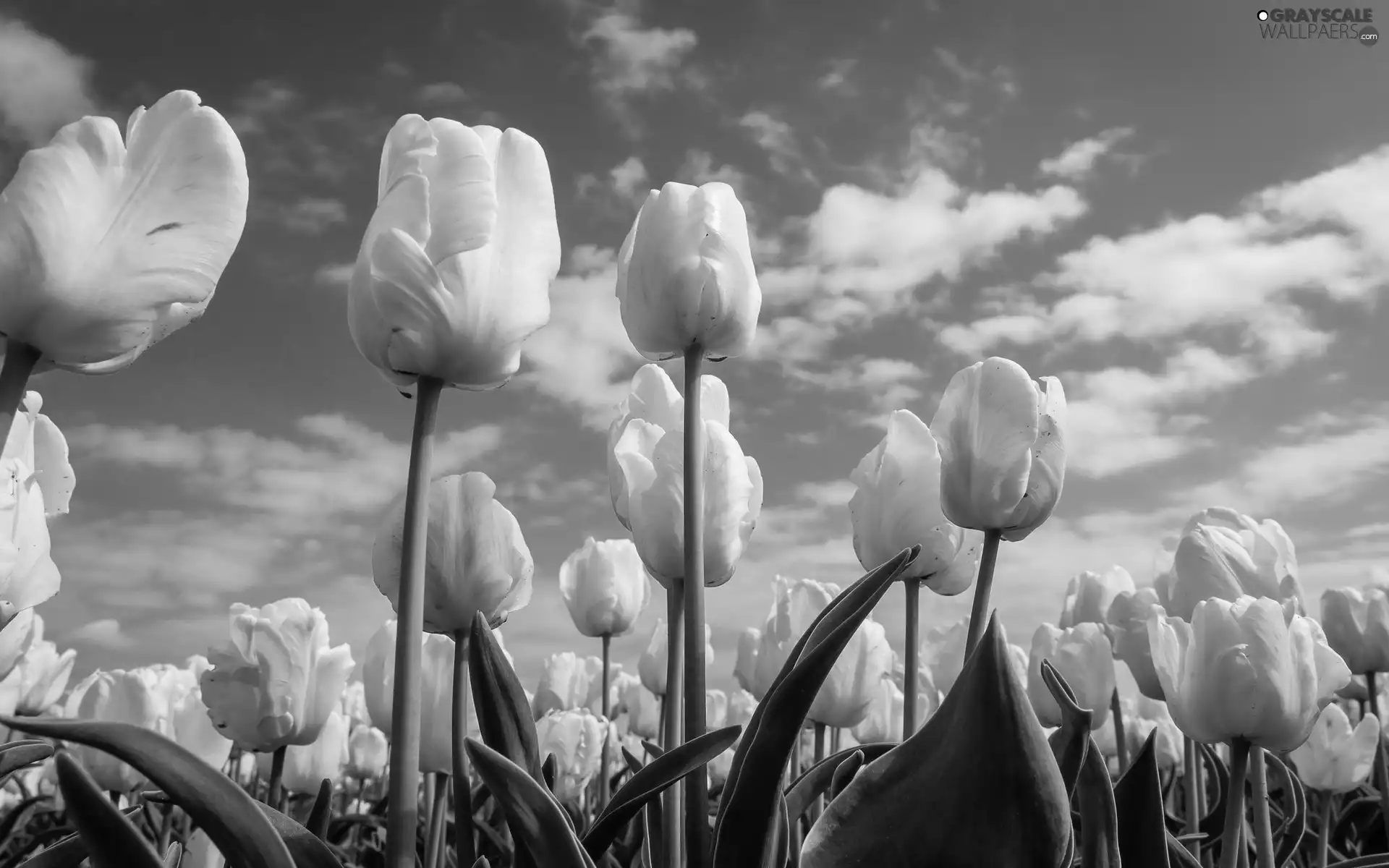 White, Tulips