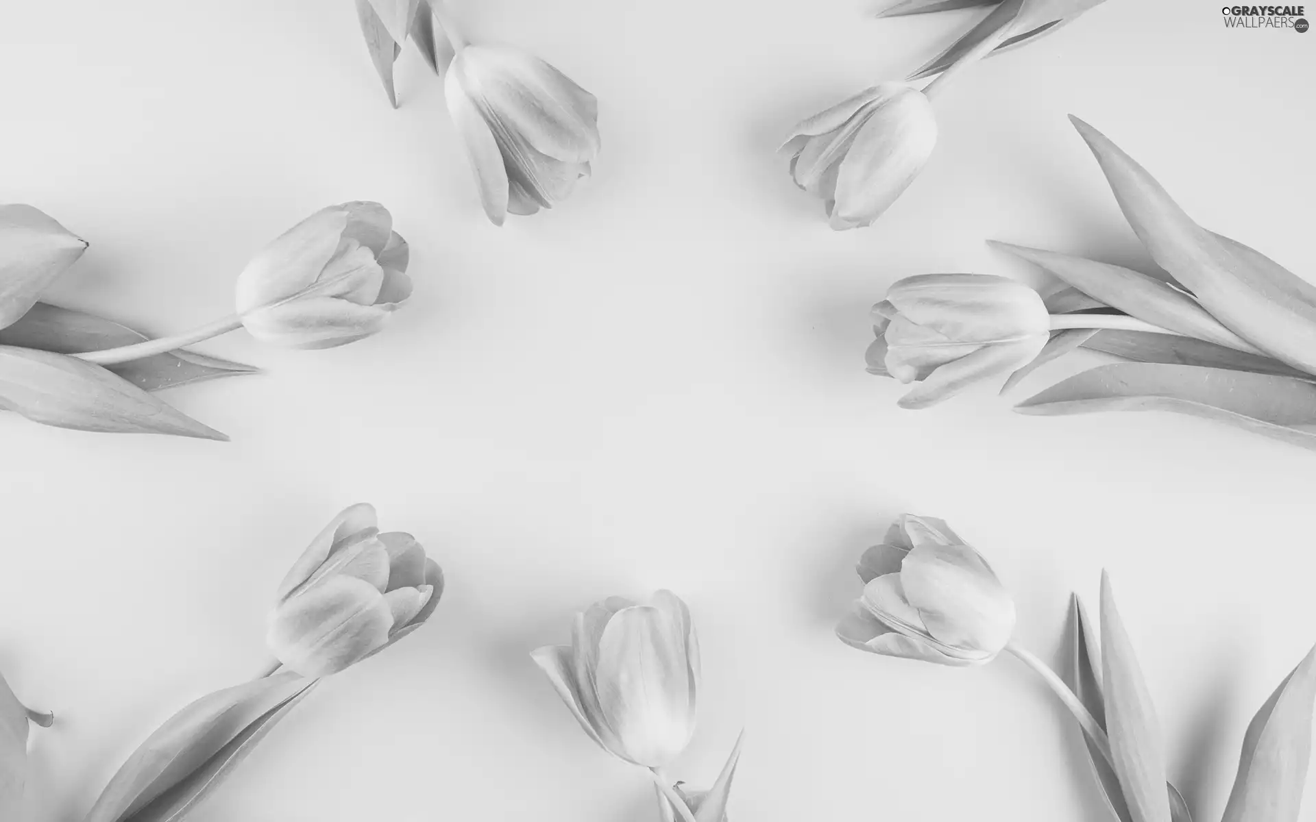 Flowers, Tulips, white background, Pink