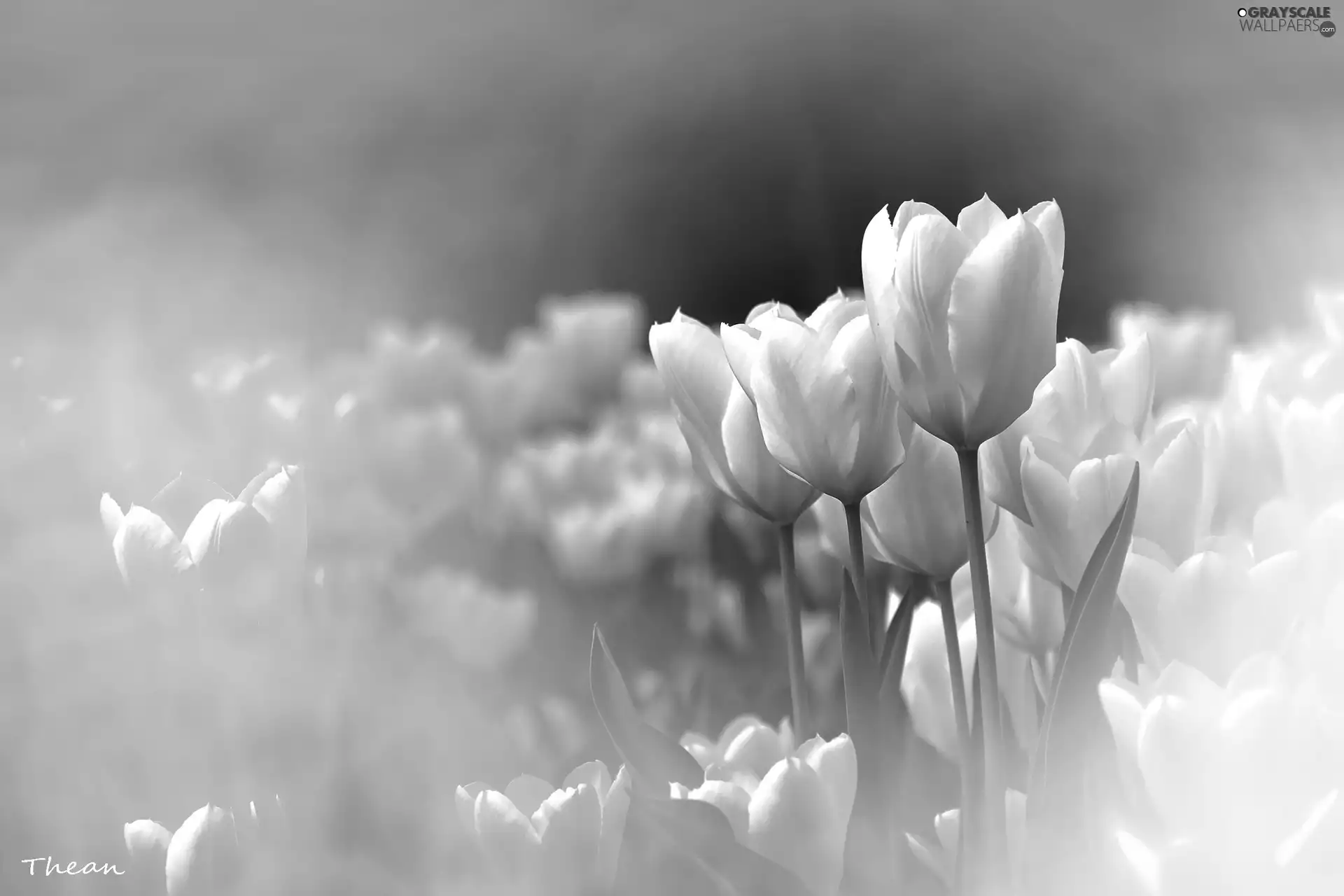 White, Tulips