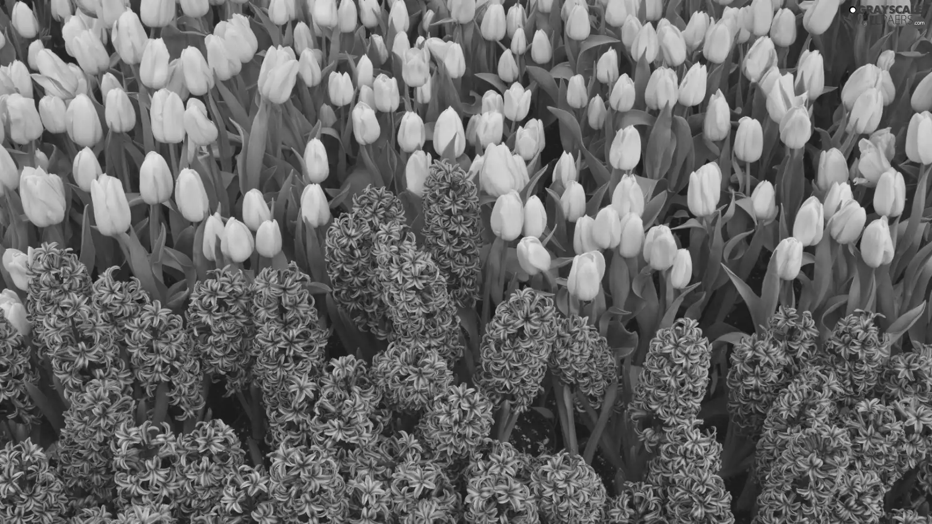 Tulips, Hyacinths, Yellow