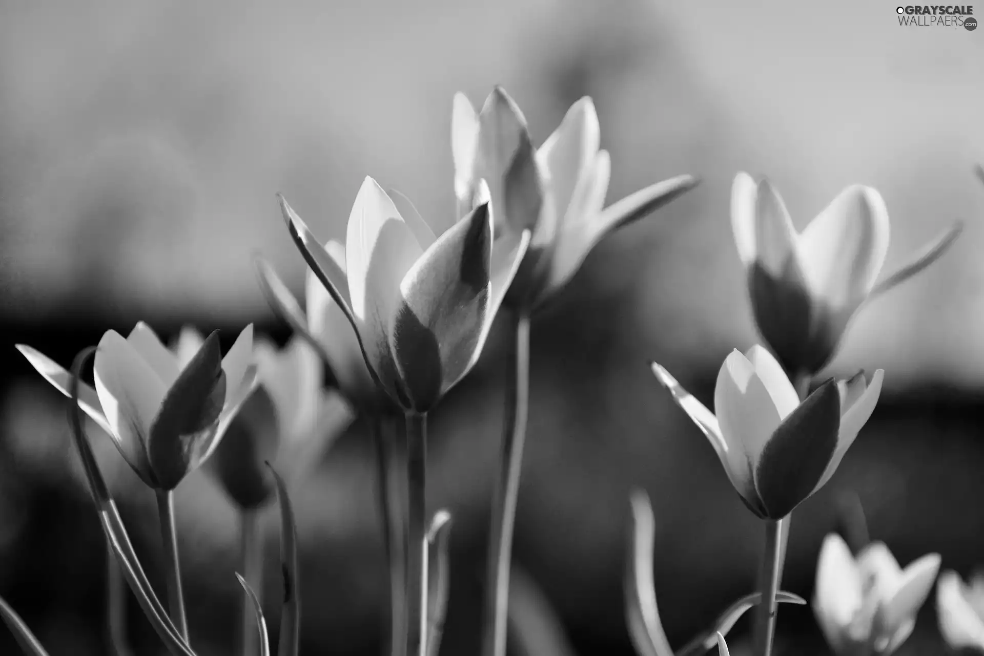 Tulips, orange, Yellow