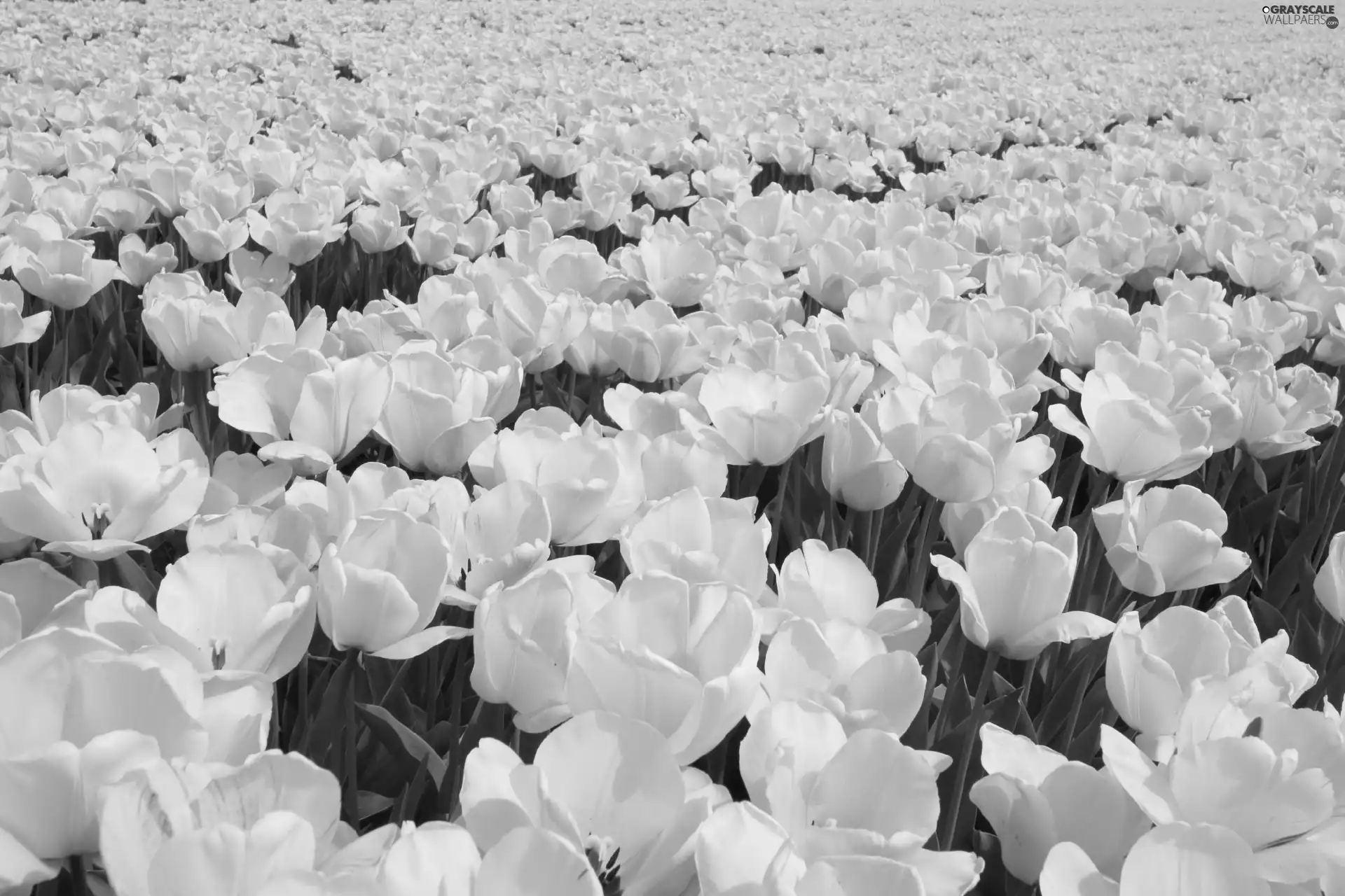 tulips, plantation, yellow