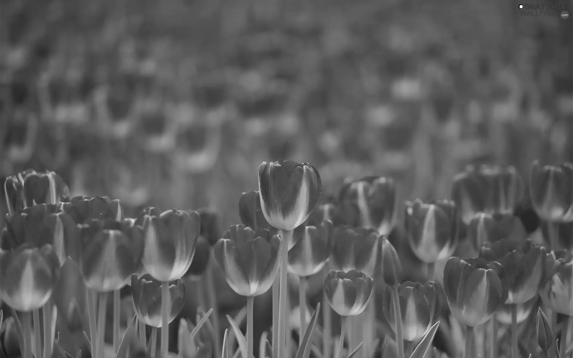 Tulips, red, Yellow