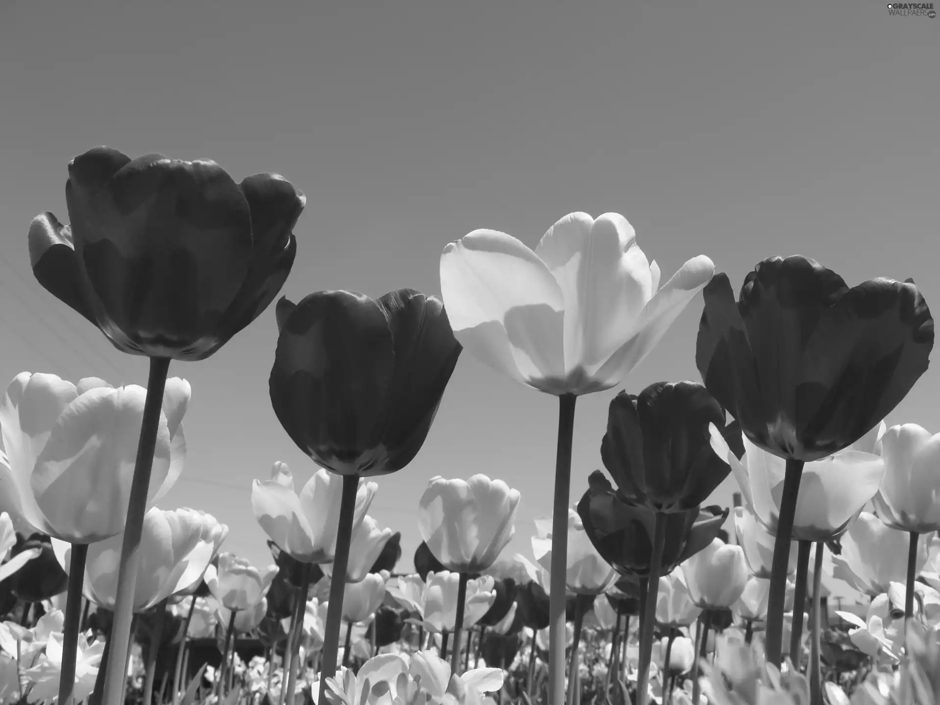 Tulips, Red, Yellow