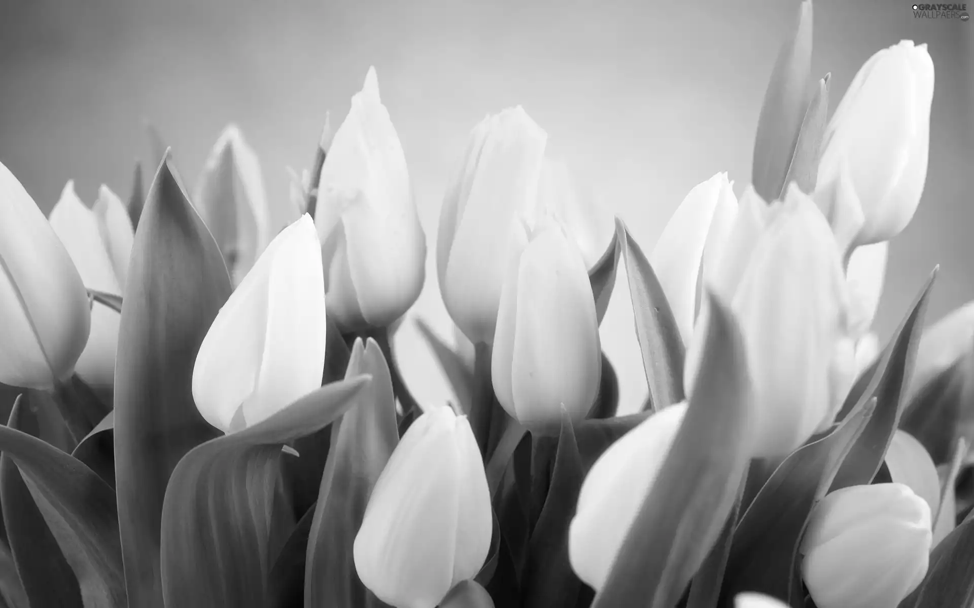 Tulips, White, Yellow