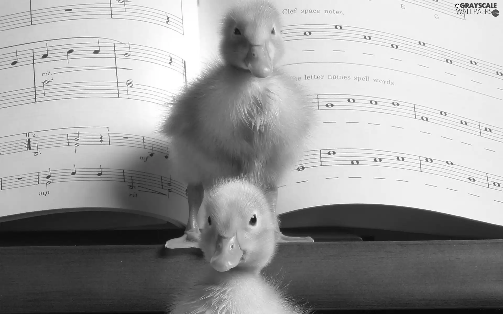 ducks, Tunes