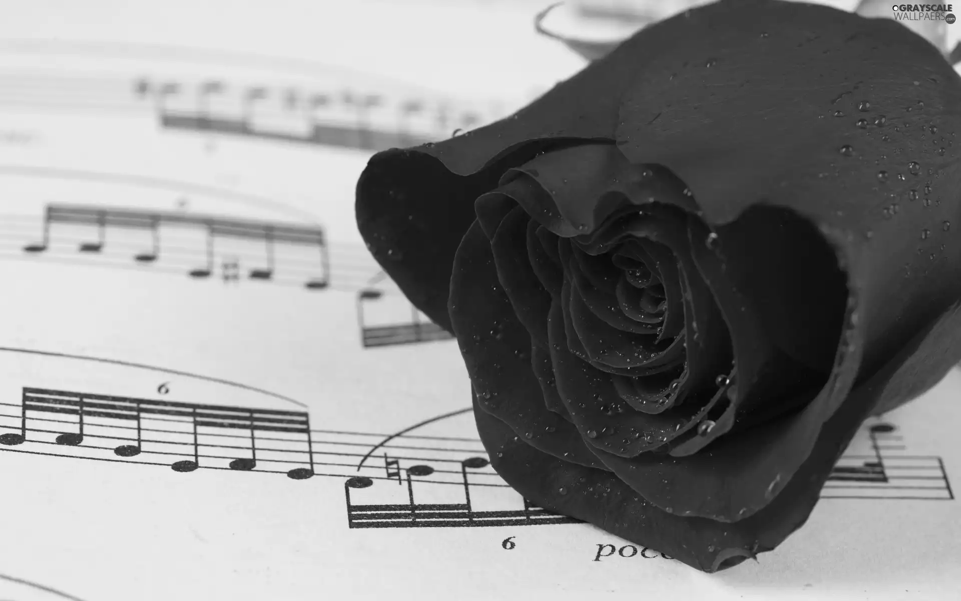 red hot, Fascilice, Tunes, rose
