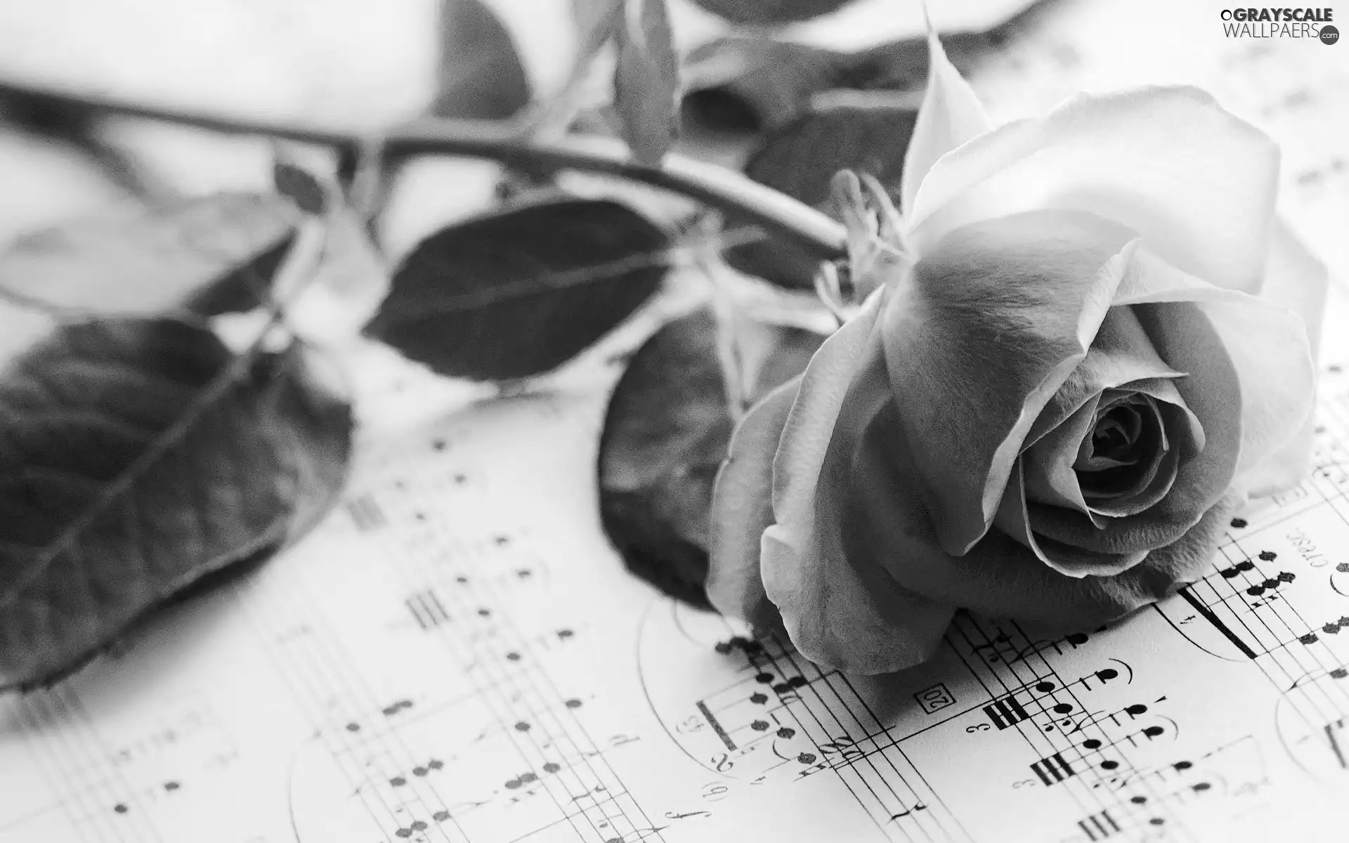 Tunes, Beauty, rose