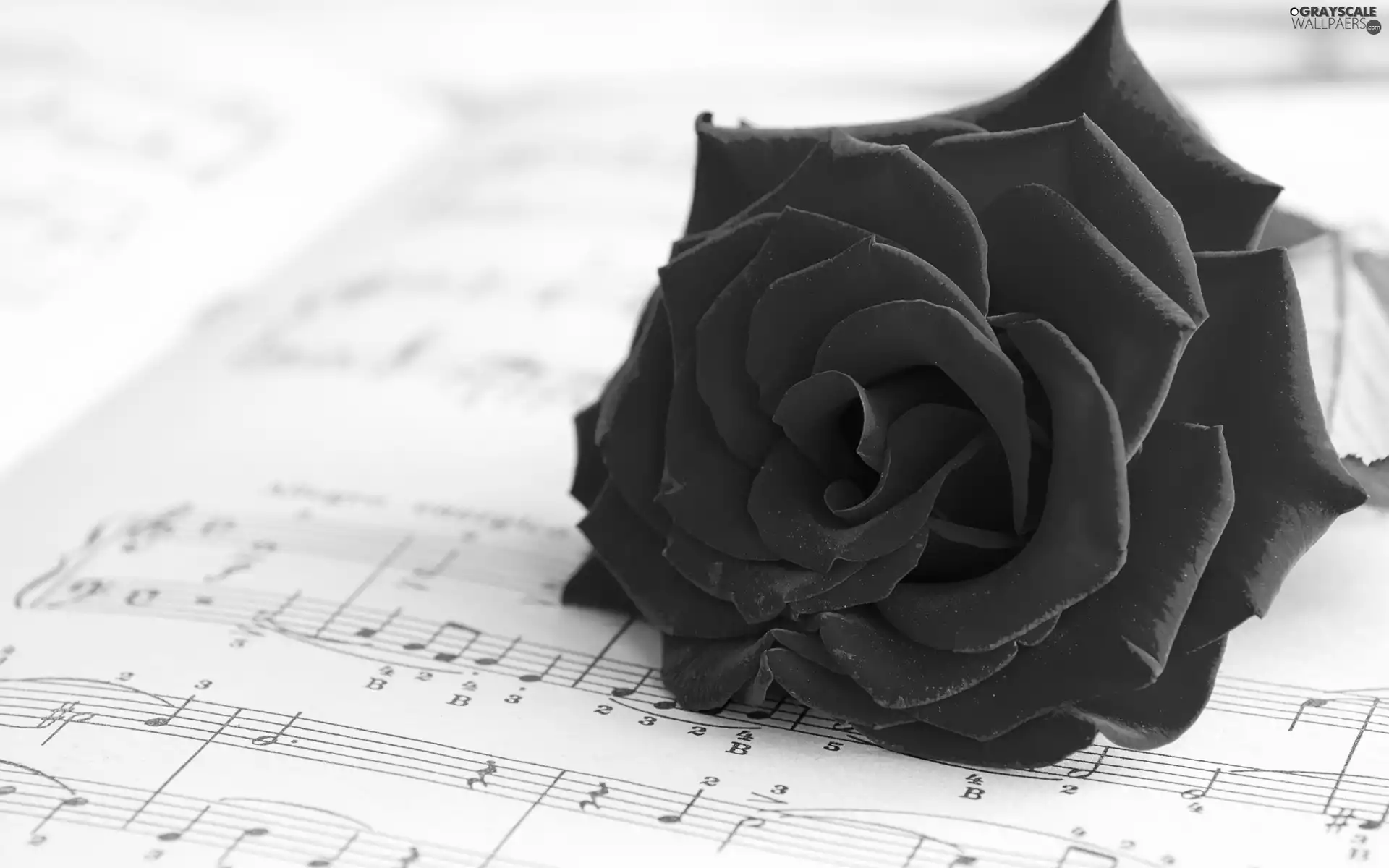 Tunes, Beauty, rose