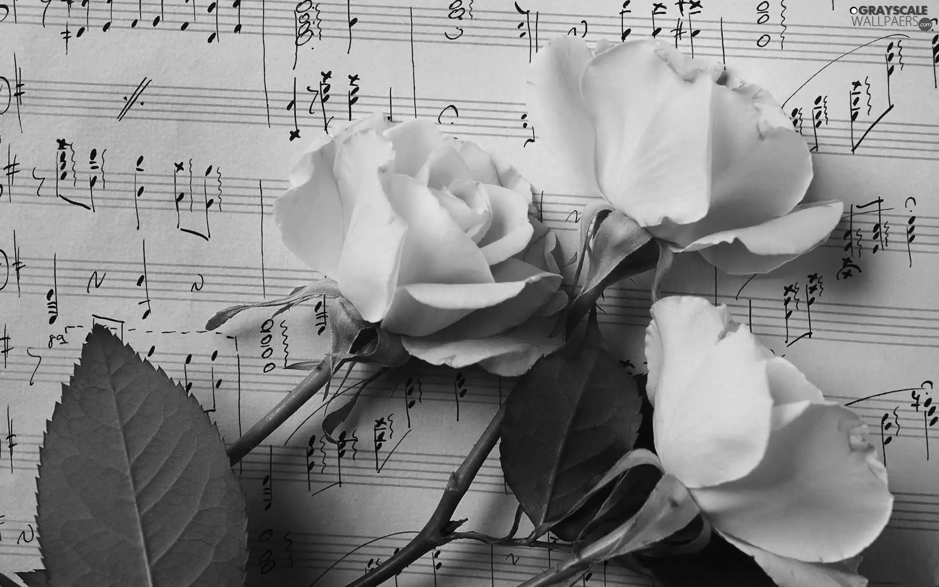 Tunes, tea, roses