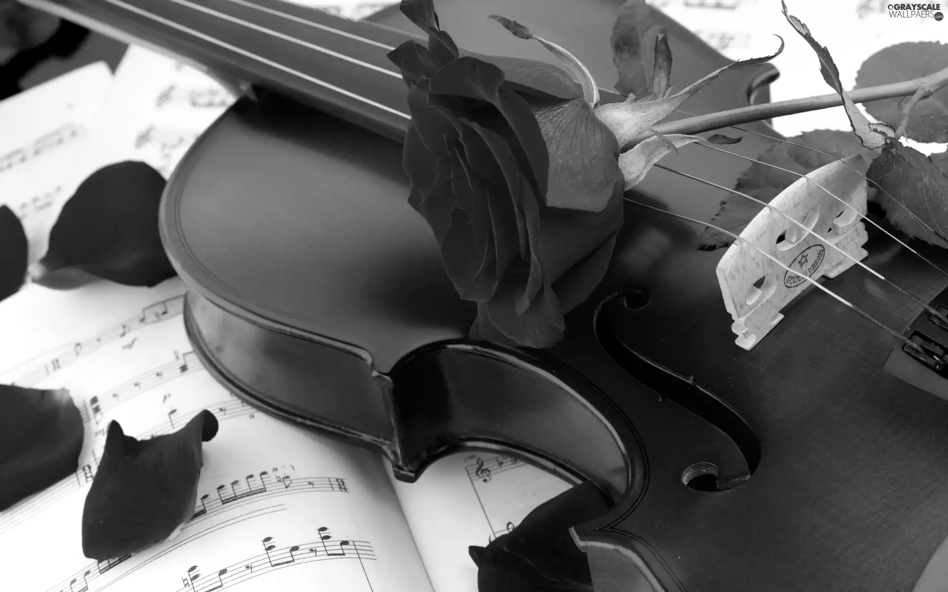 Tunes, rose, violin