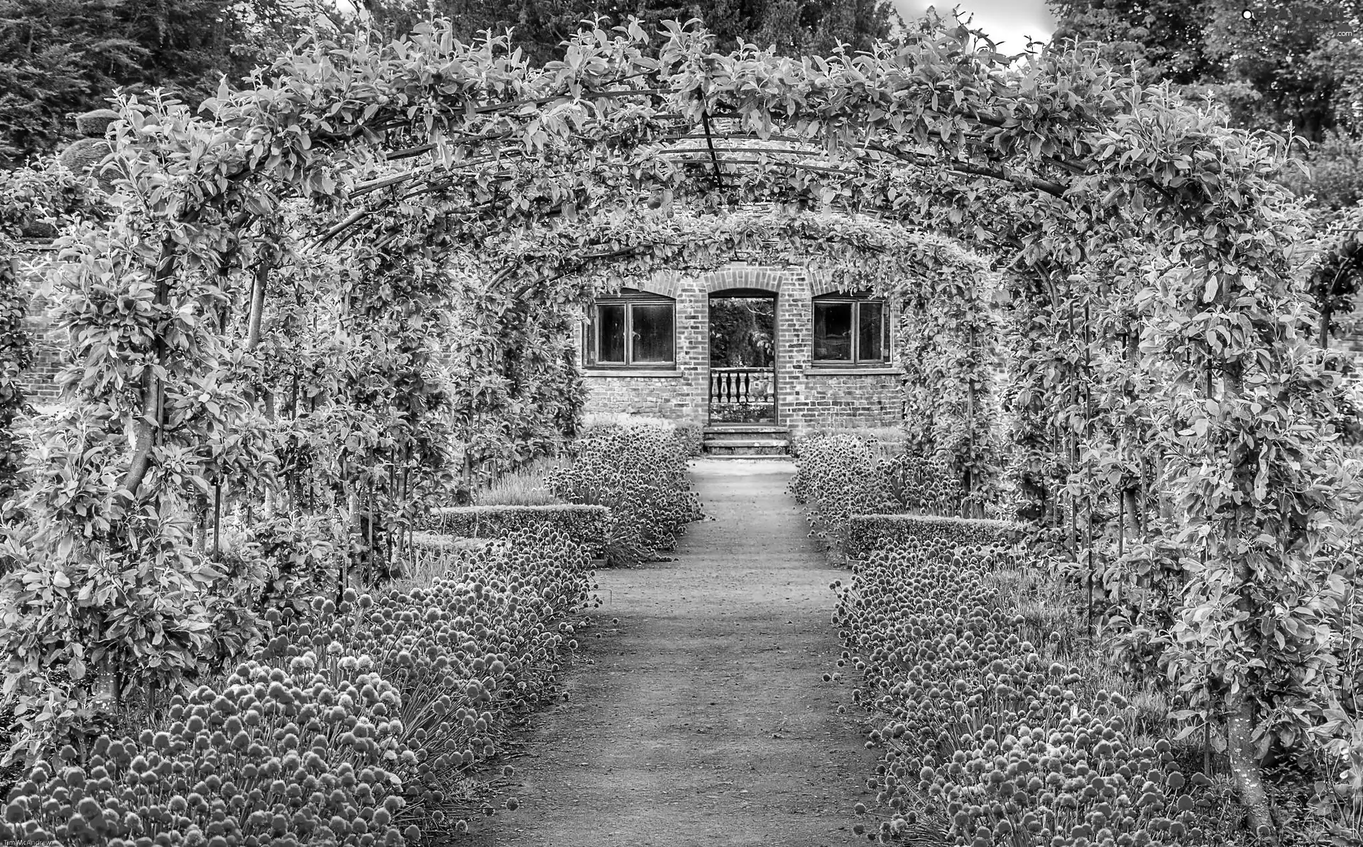 Garden, Green, tunnel, Flowers