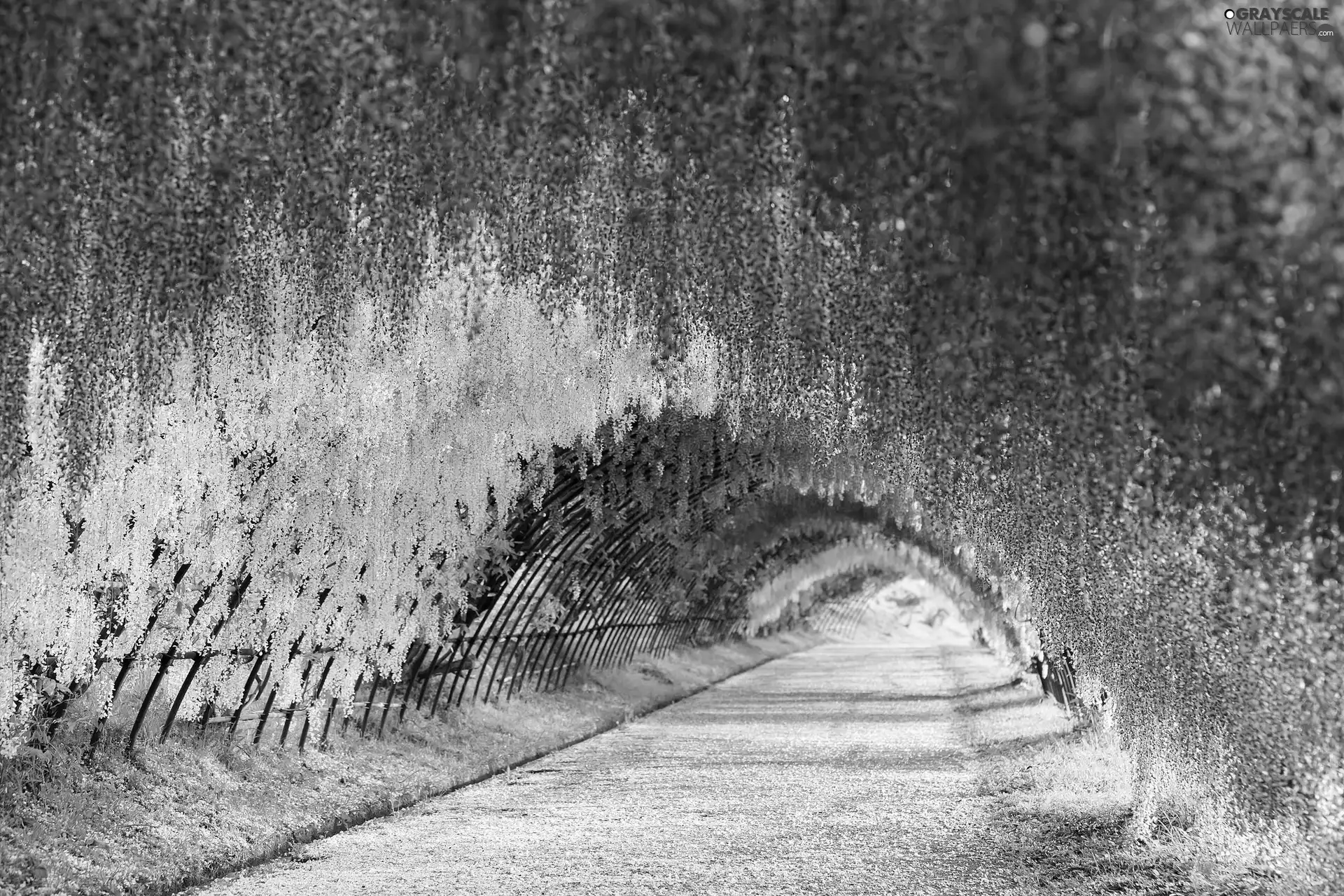 Way, Blossoming, wistaria, tunnel