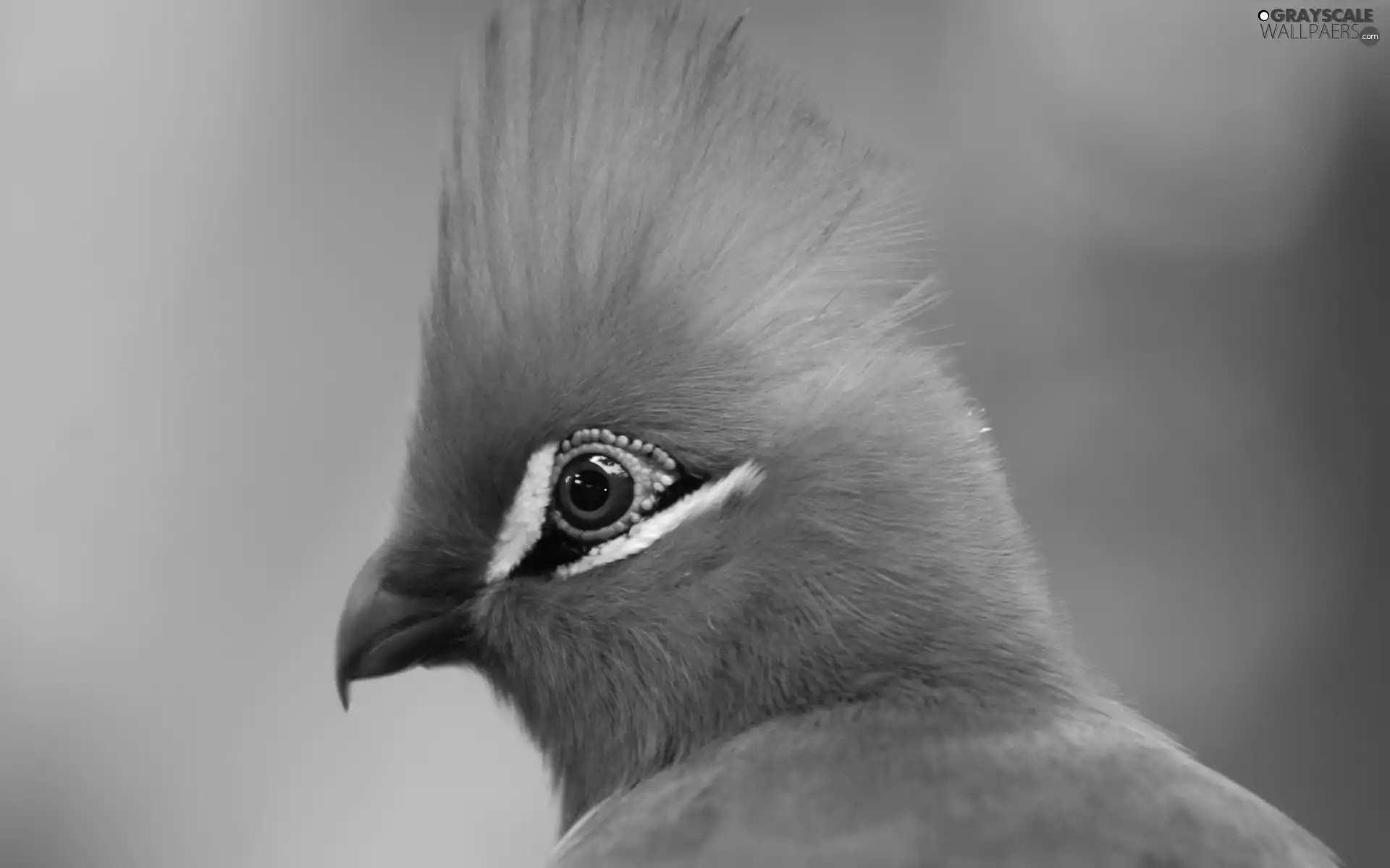 Green, Turaco