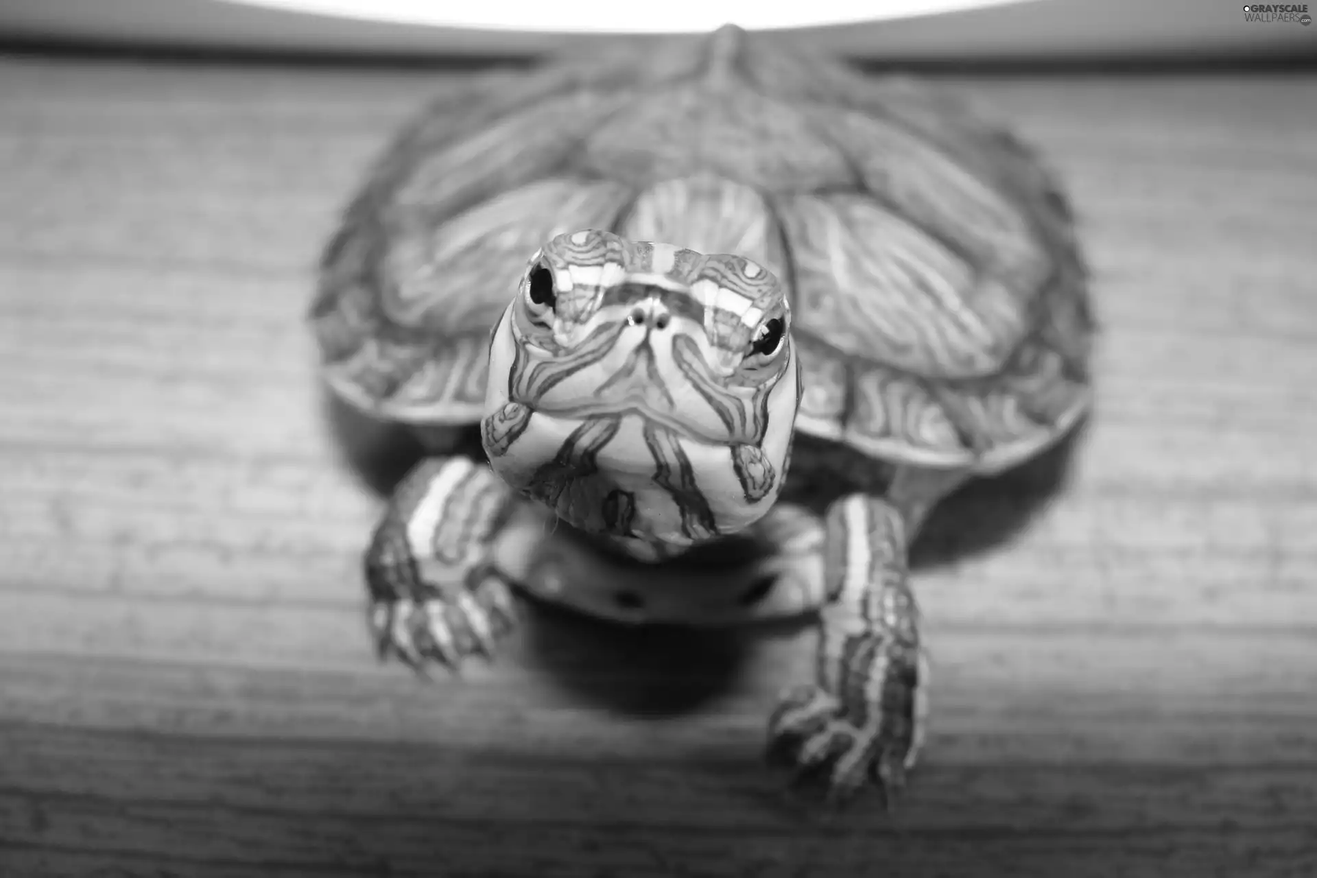 turtle