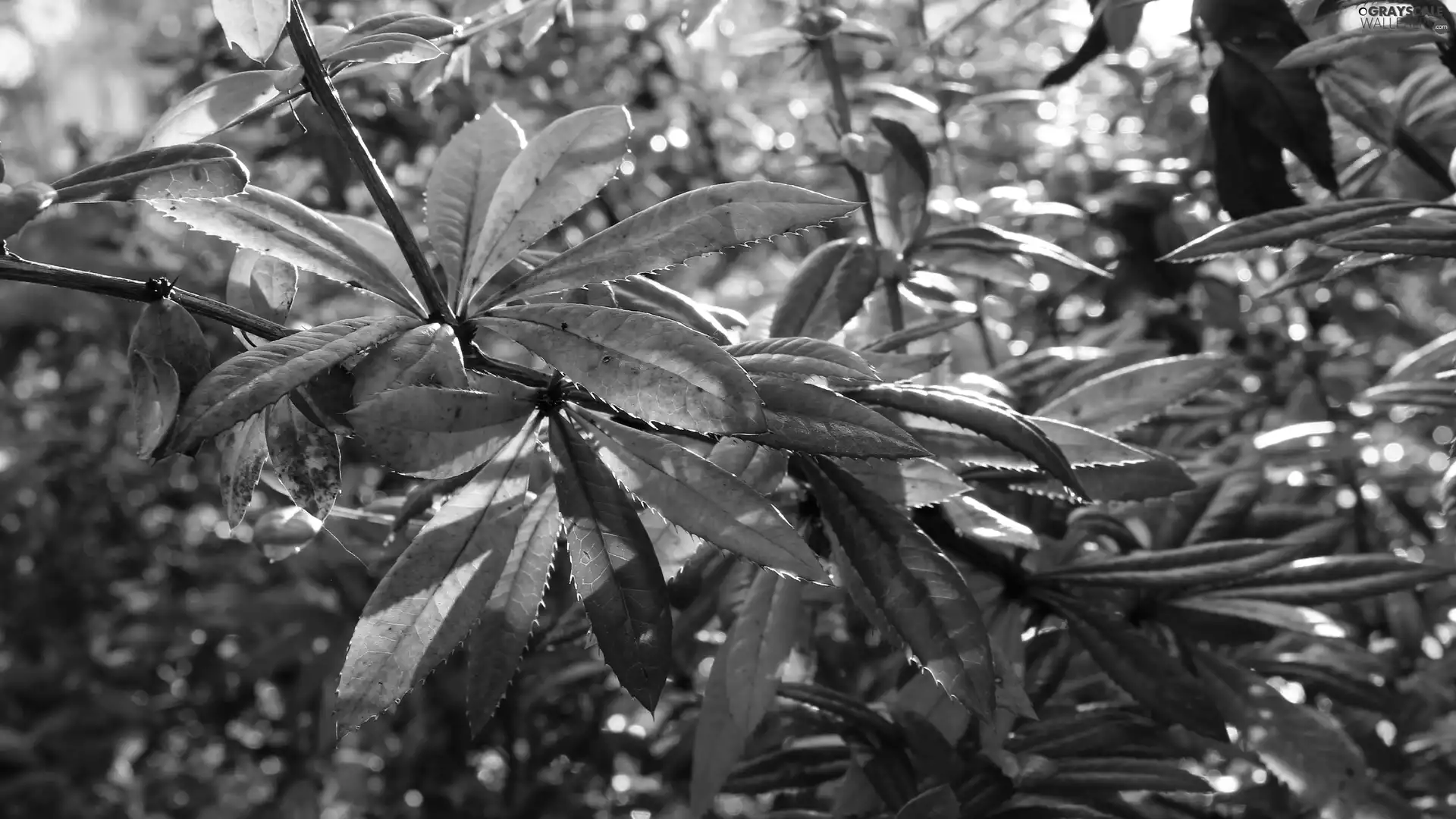 Leaf, twig, autumn, Yellowed, plant