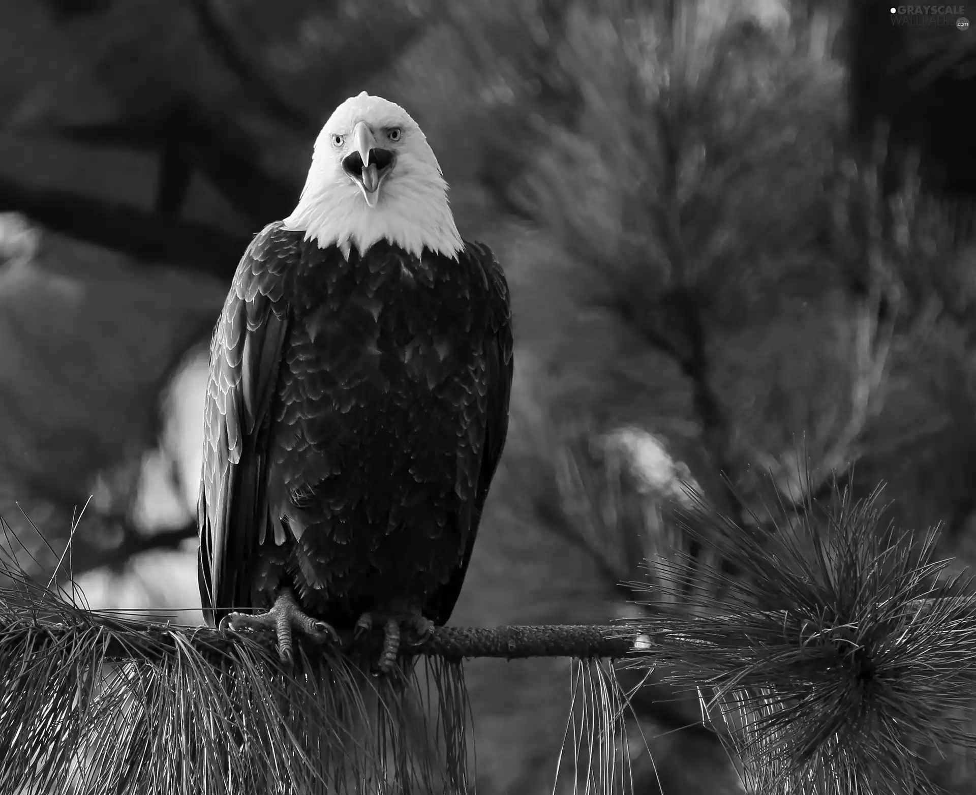 American Bald Eagle, twig